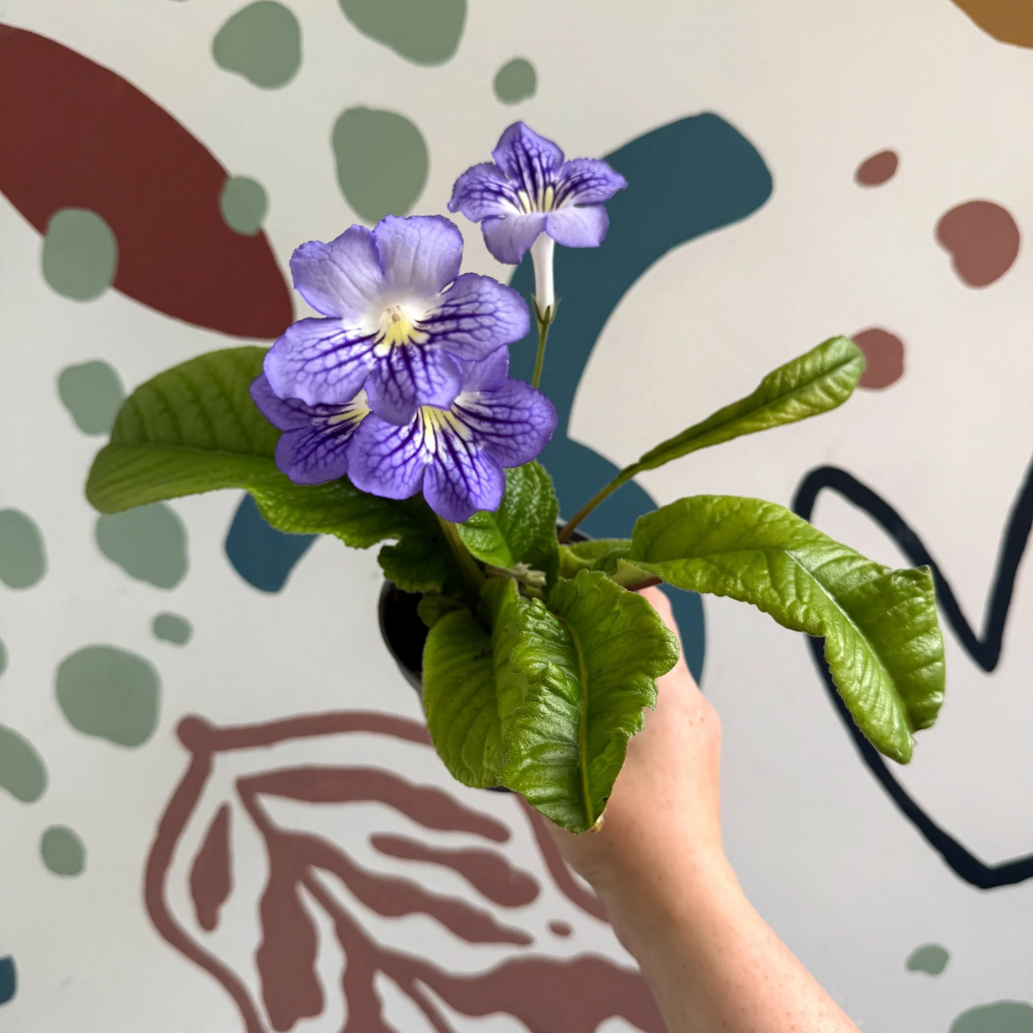 Streptocarpus ionantha 'Victoria' - Welsh Grown - Image 6