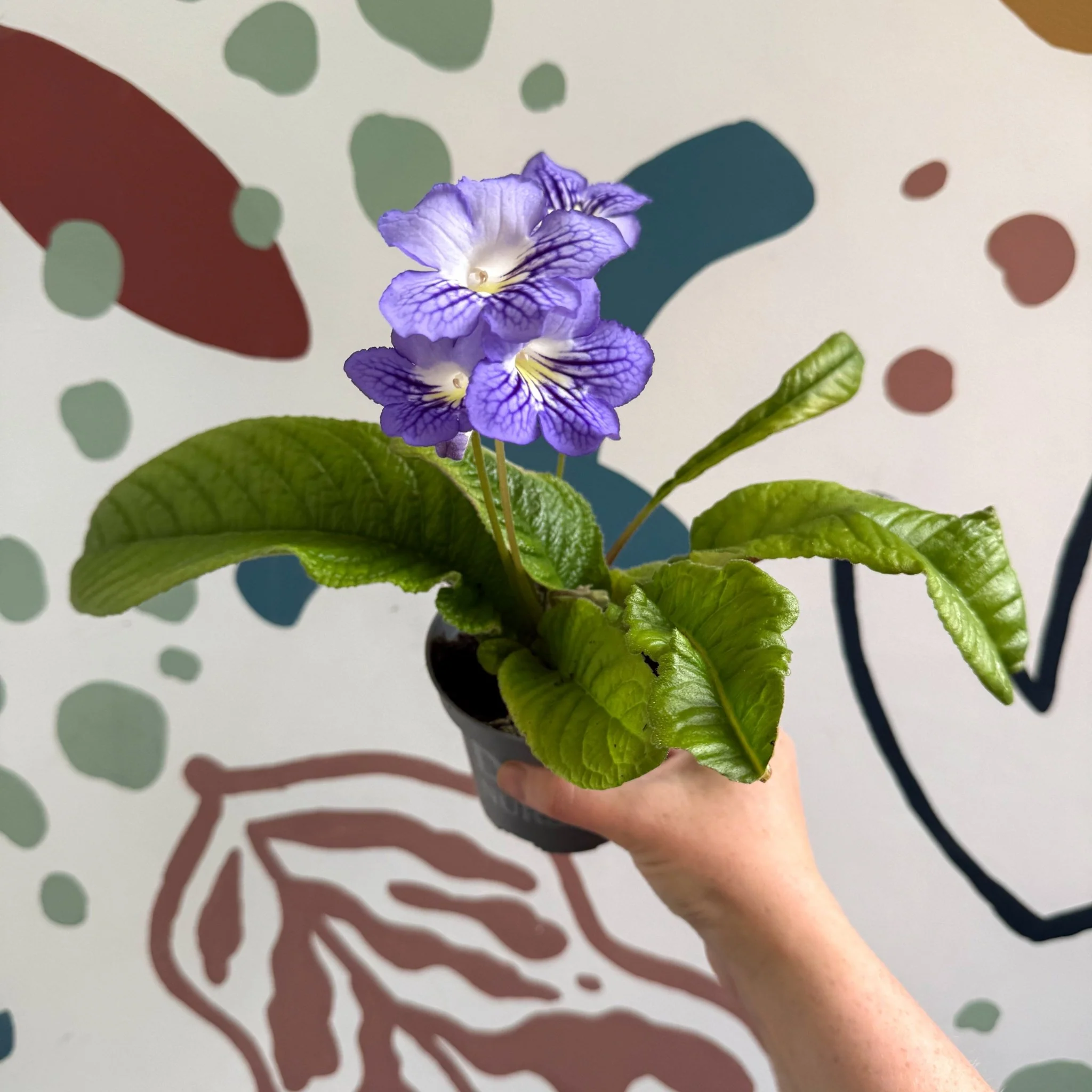 Streptocarpus ionantha 'Victoria' - Welsh Grown - Image 7