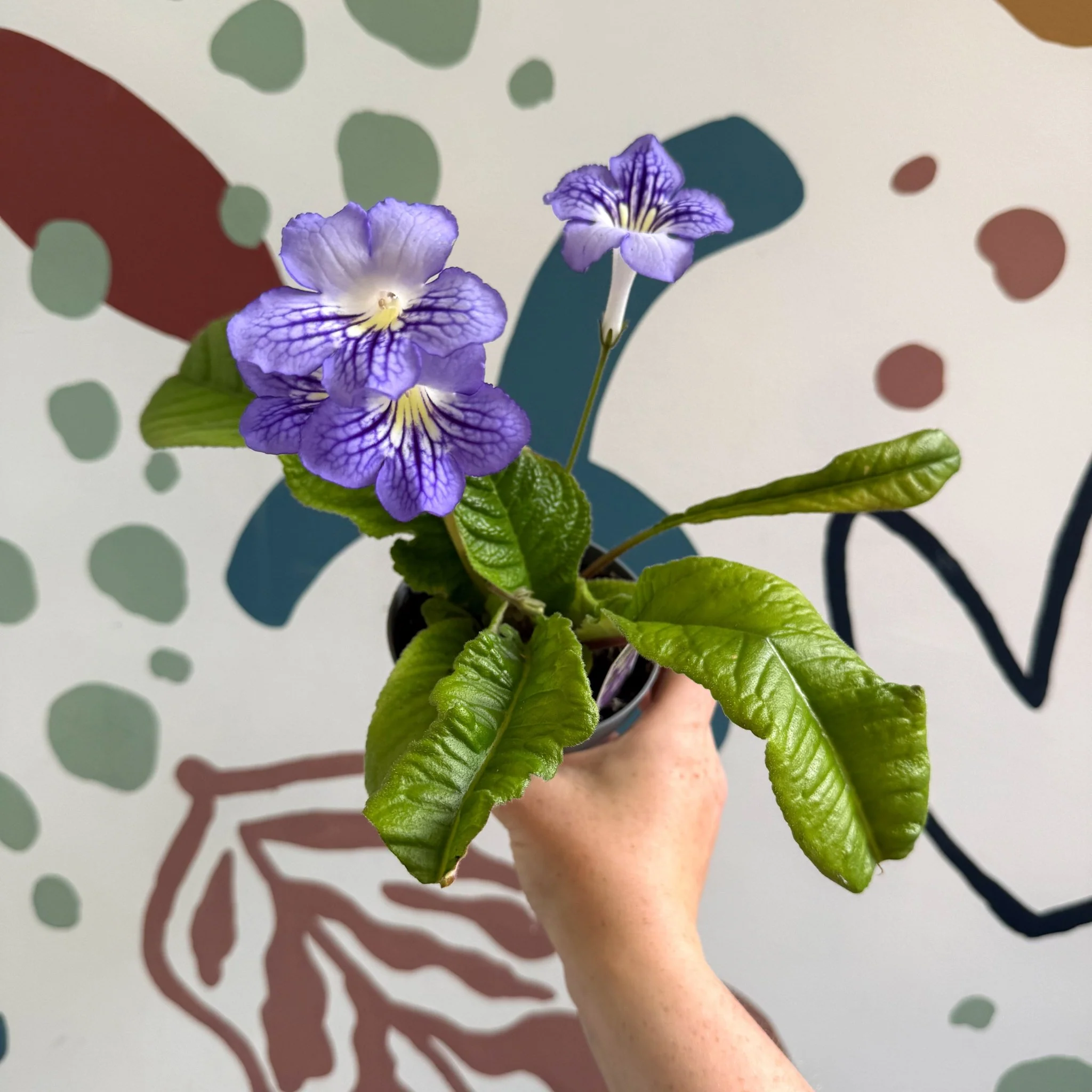 Streptocarpus ionantha 'Victoria' - Welsh Grown - Image 8