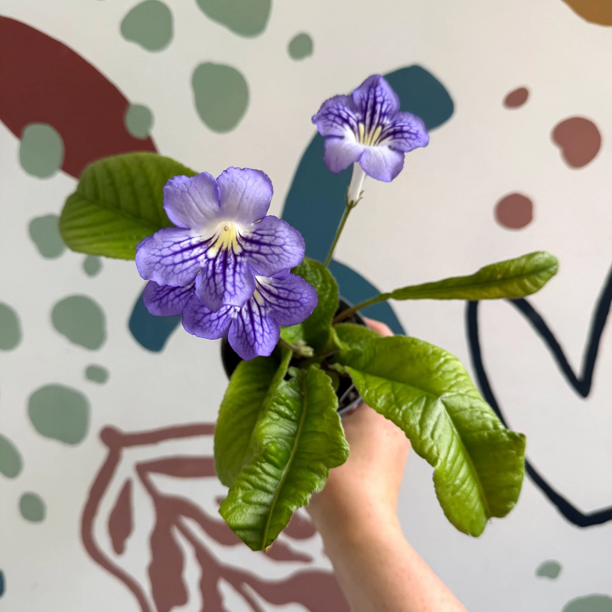 Streptocarpus ionantha 'Victoria' - Welsh Grown - Image 9