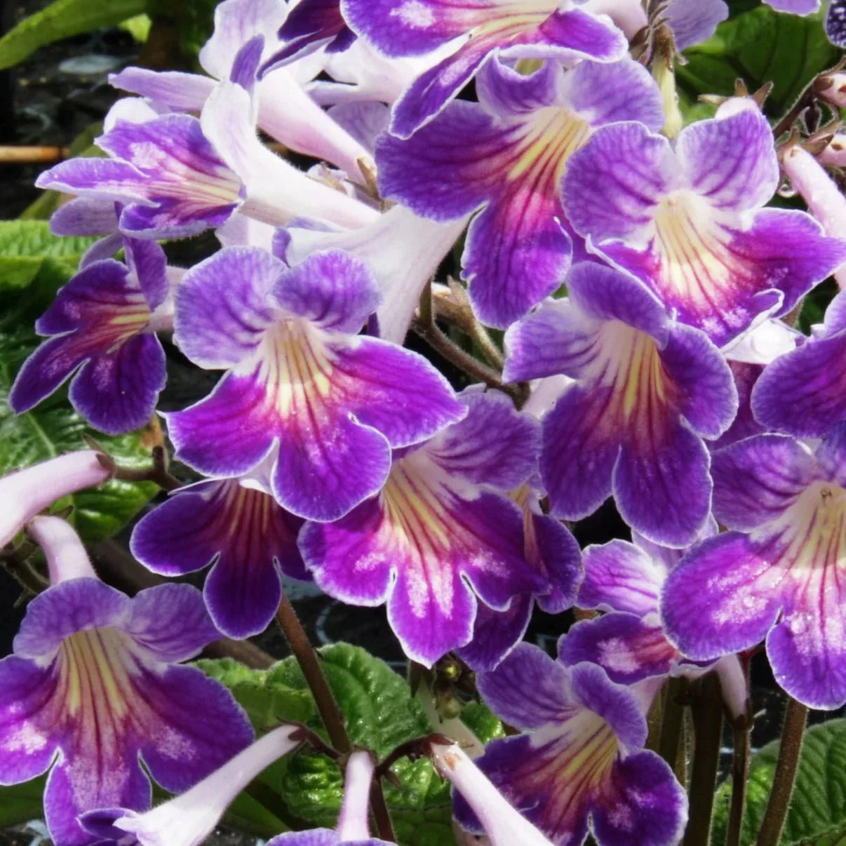 Streptocarpus ionantha 'Zoe' - Welsh Grown