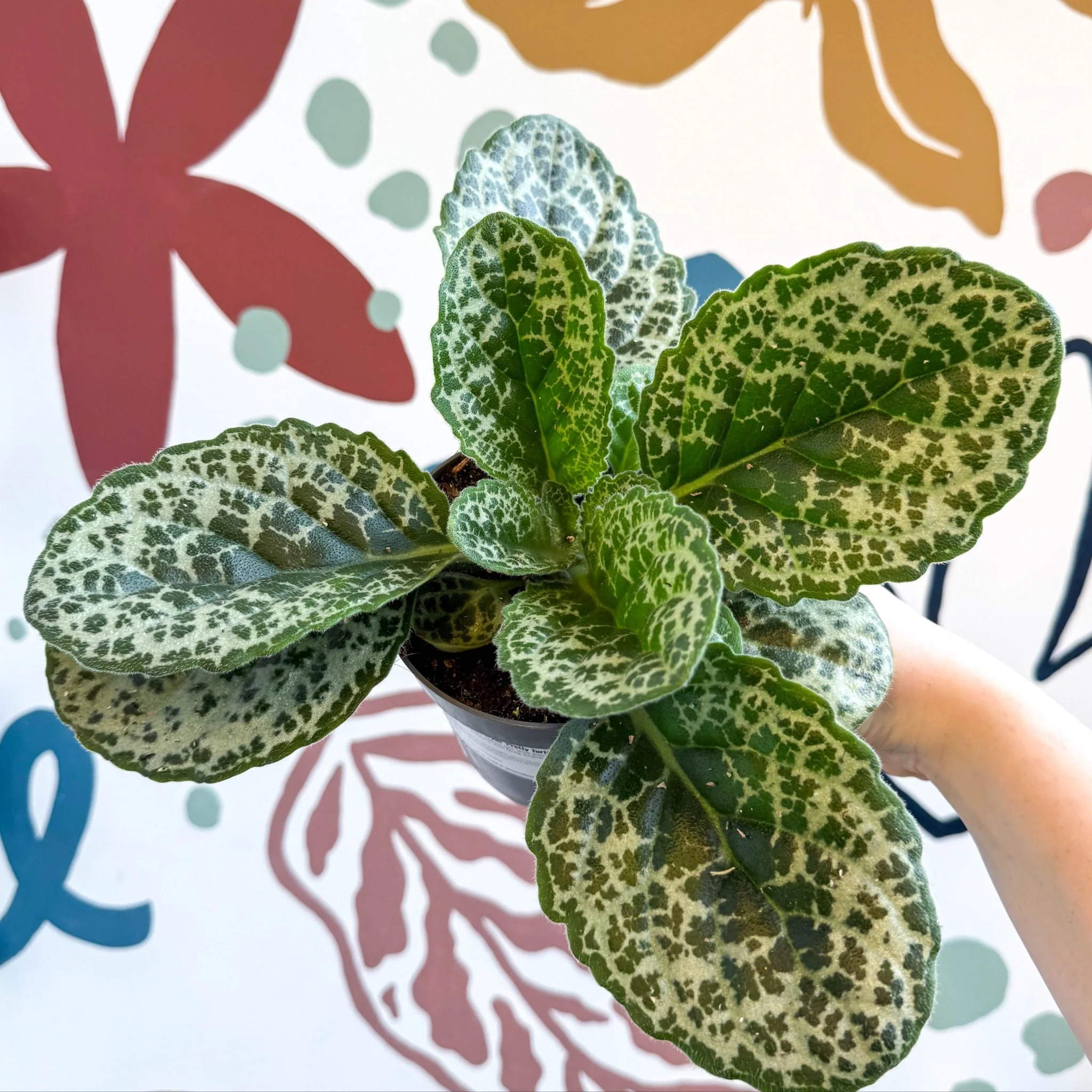 Primulina dryas ‘Pretty Turtle’ - Pretty Turtle Plant
