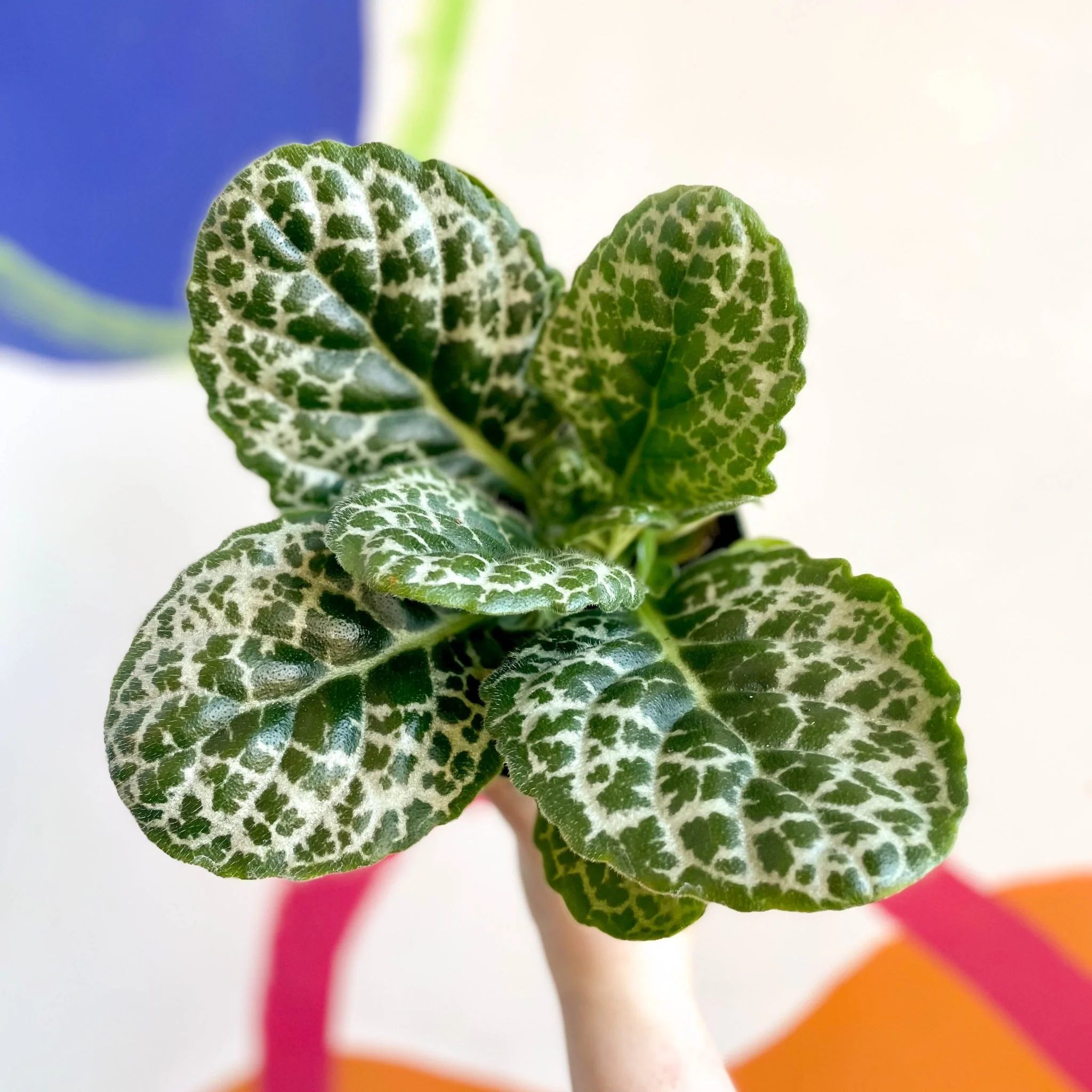 Primulina dryas ‘Pretty Turtle’ - Pretty Turtle Plant - Image 3