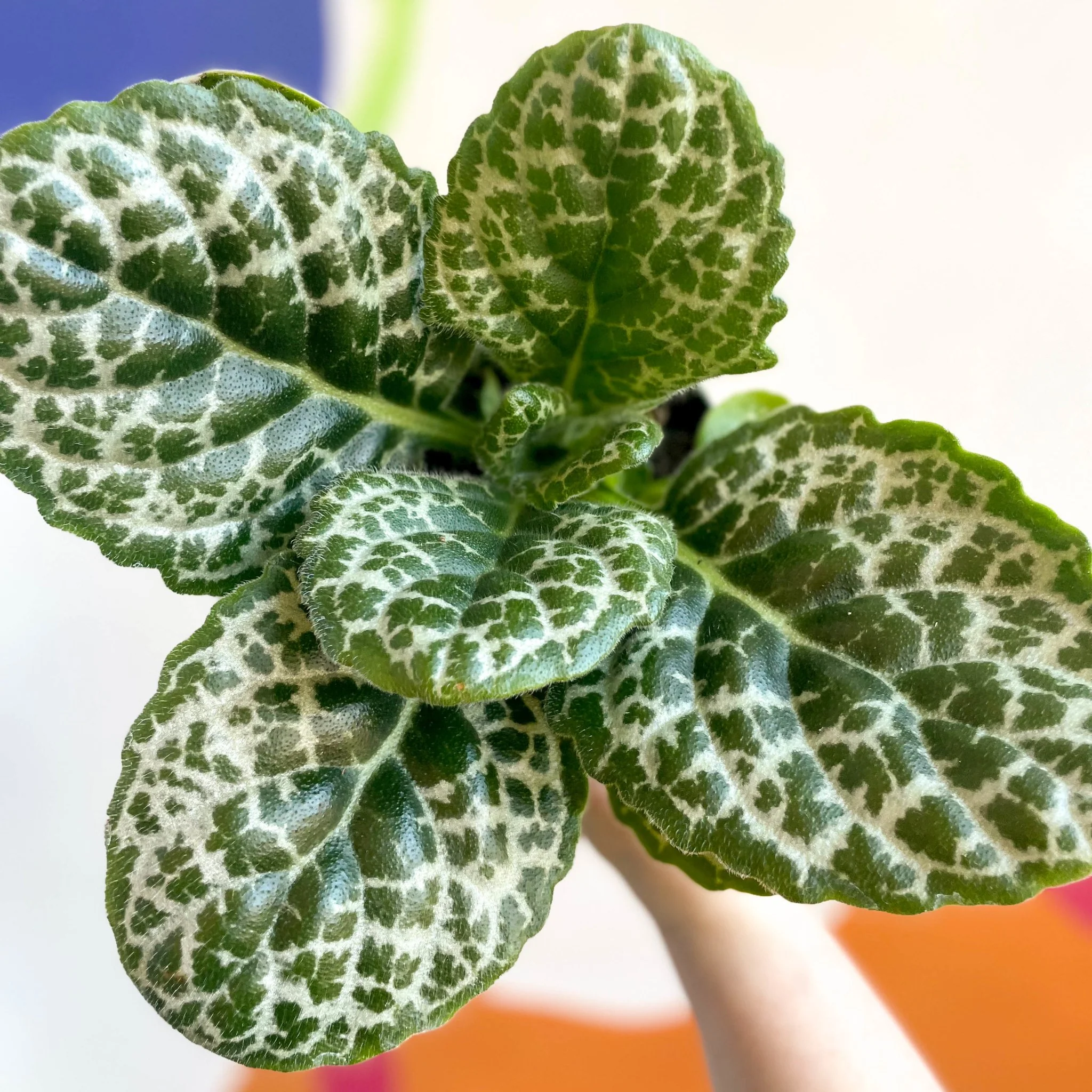 Primulina dryas ‘Pretty Turtle’ - Pretty Turtle Plant - Image 5
