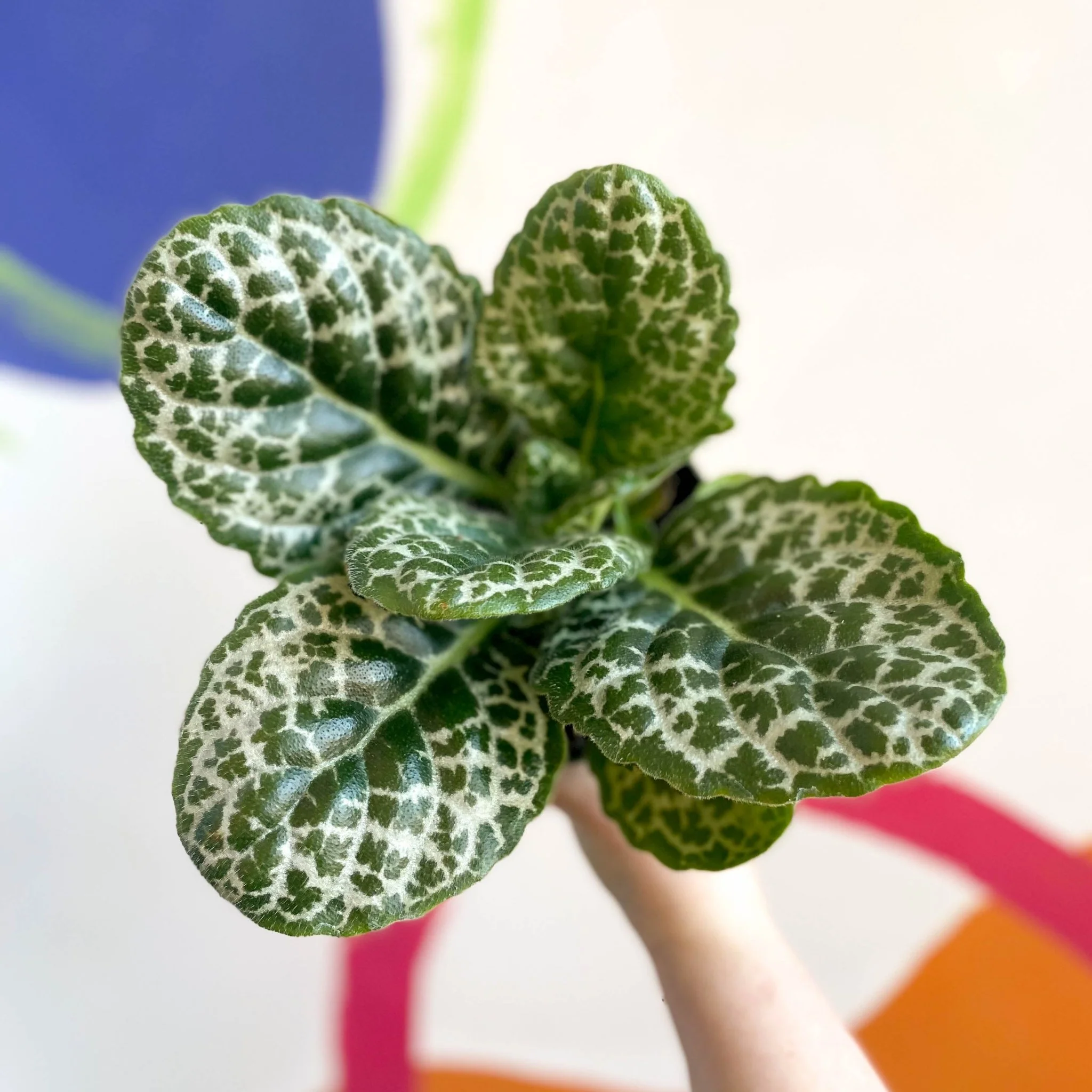Primulina dryas ‘Pretty Turtle’ - Pretty Turtle Plant - Image 7