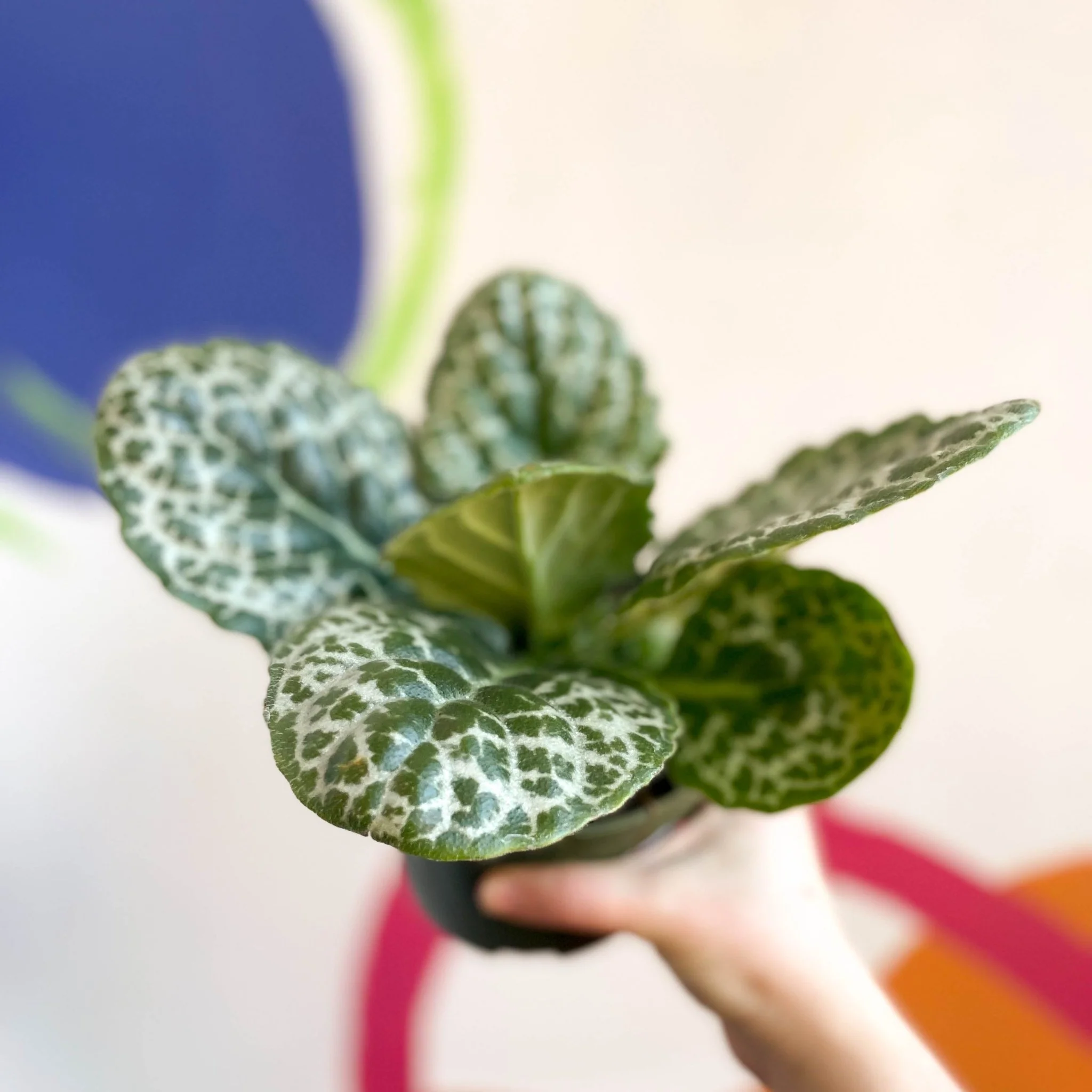 Primulina dryas ‘Pretty Turtle’ - Pretty Turtle Plant - Image 8