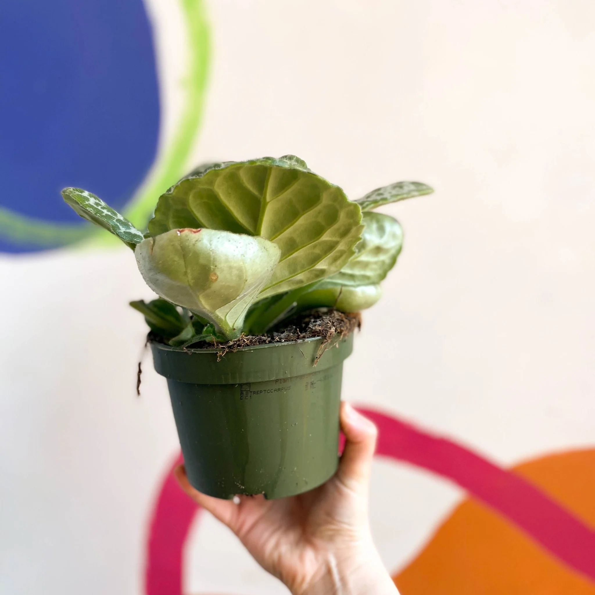Primulina dryas ‘Pretty Turtle’ - Pretty Turtle Plant - Image 9