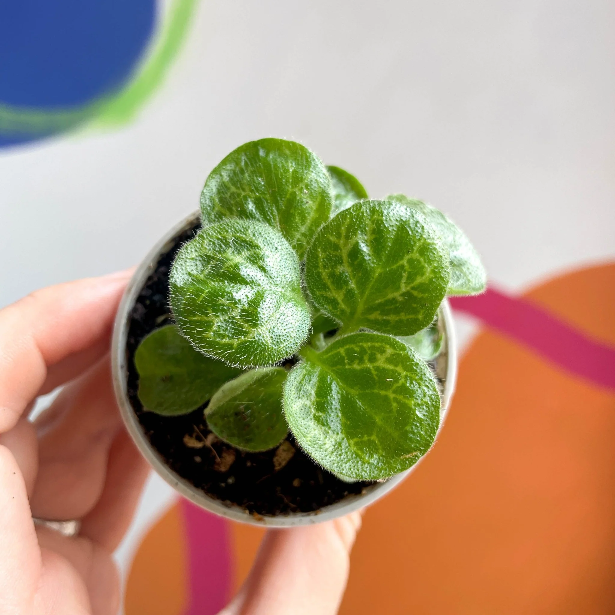 Primulina dryas ‘Pretty Turtle’ - Sprouts Grown By Us - Image 3