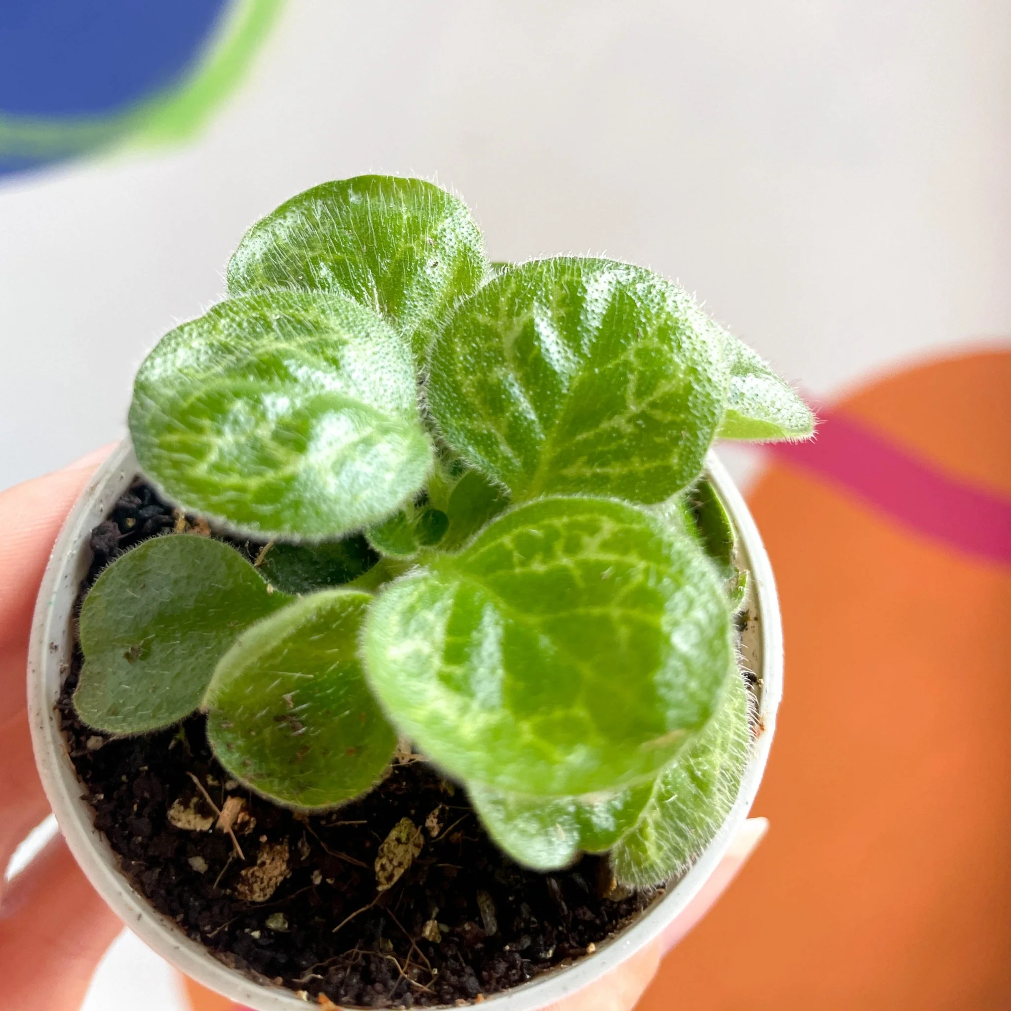 Primulina dryas ‘Pretty Turtle’ - Sprouts Grown By Us - Image 5