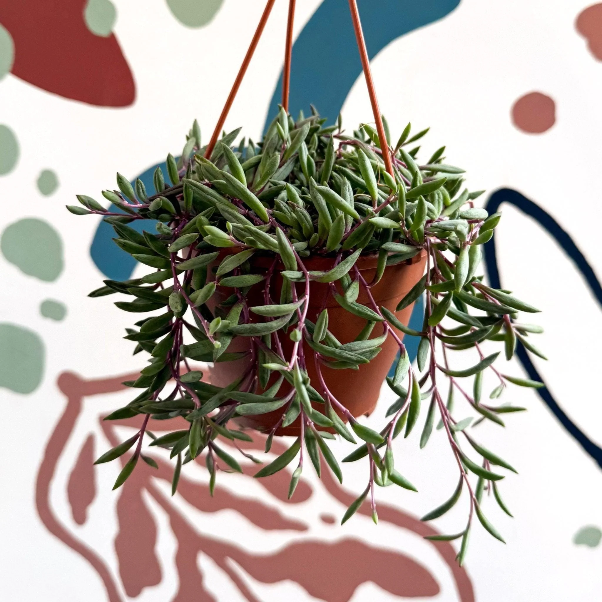 Senecio herreianus 'Purple Flush' - Purple String of Bananas