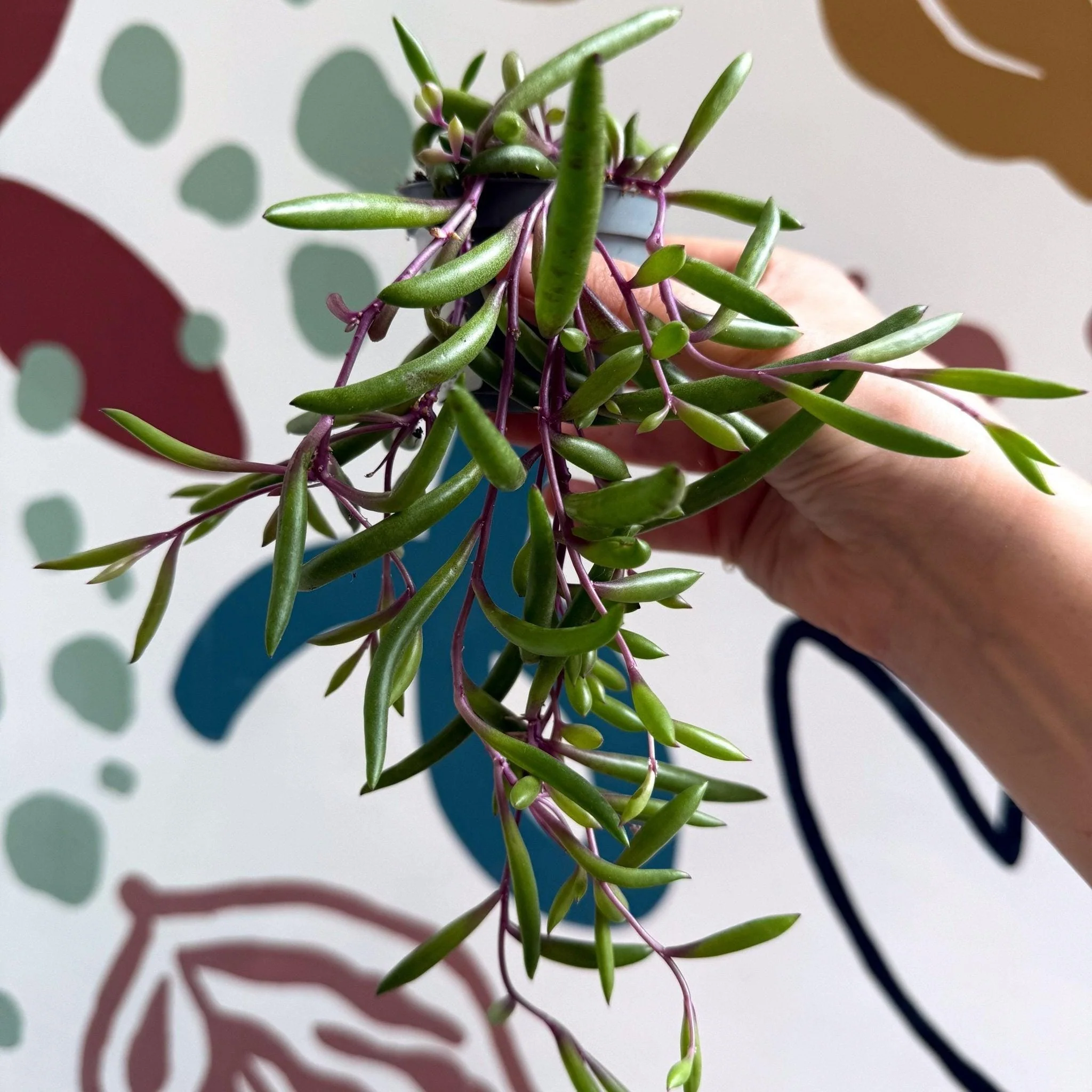 Senecio herreianus 'Purple Flush' - Purple String of Bananas - Image 10