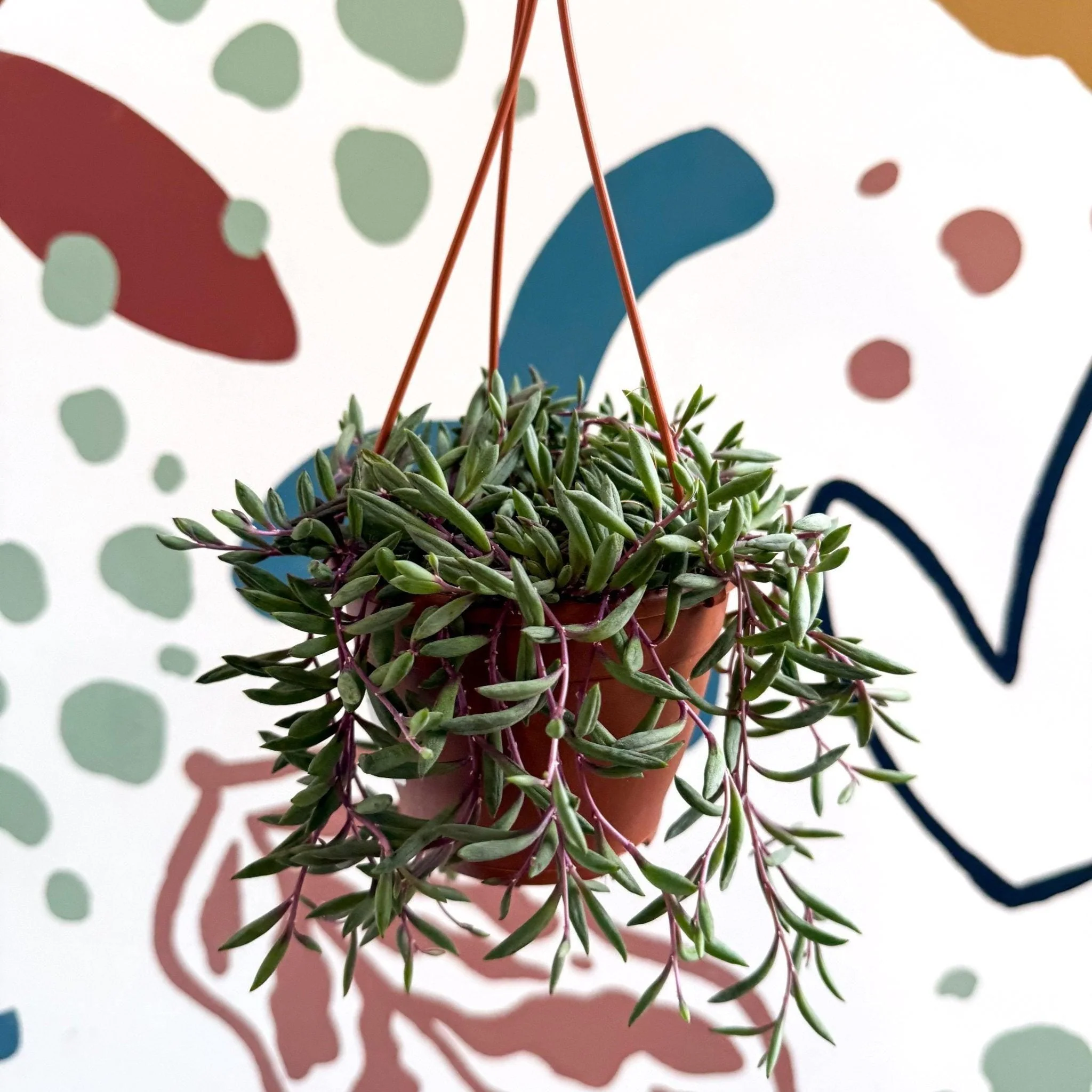 Senecio herreianus 'Purple Flush' - Purple String of Bananas - Image 3