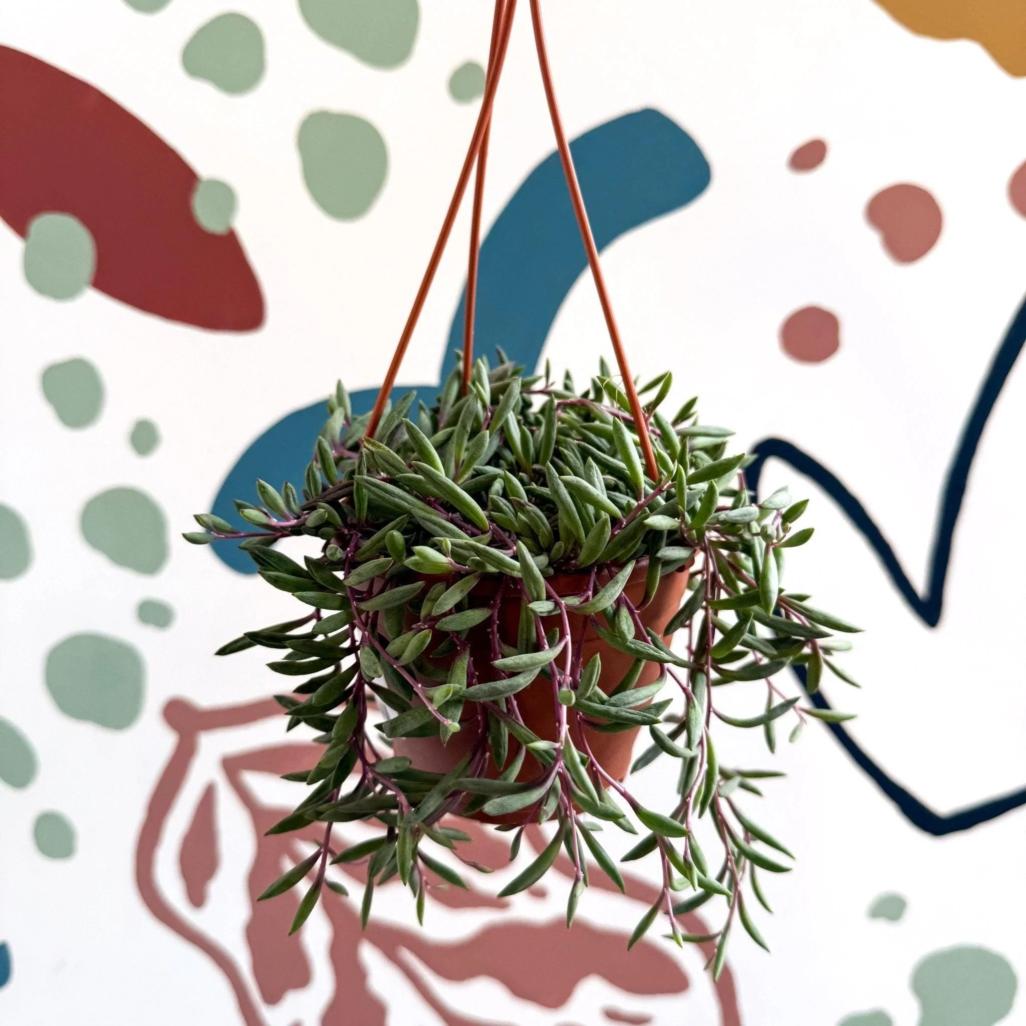 Senecio herreianus 'Purple Flush' - Purple String of Bananas - Image 4