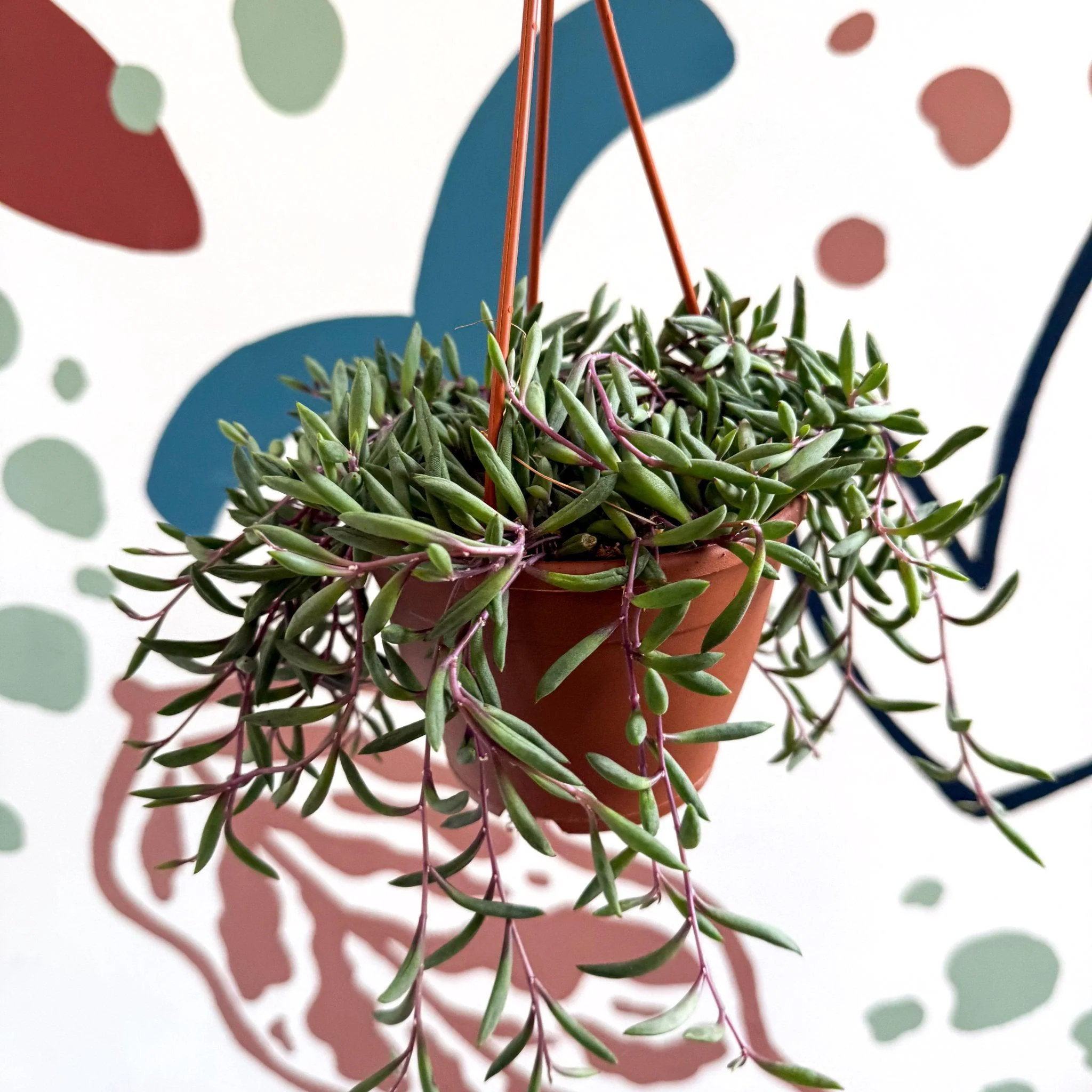 Senecio herreianus 'Purple Flush' - Purple String of Bananas - Image 6