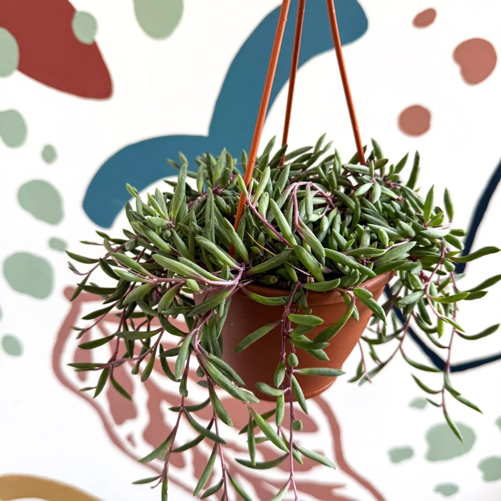 Senecio herreianus 'Purple Flush' - Purple String of Bananas - Image 7