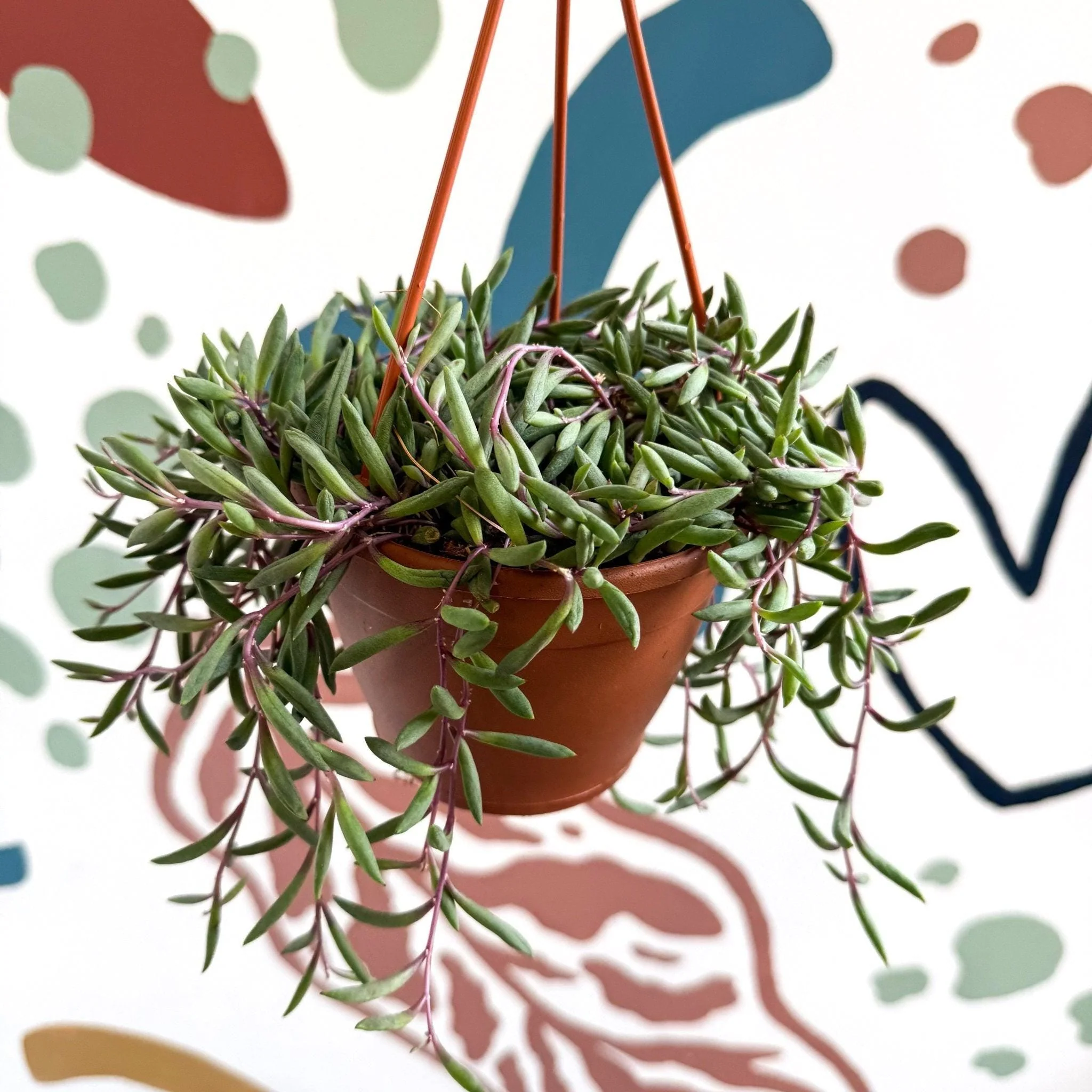 Senecio herreianus 'Purple Flush' - Purple String of Bananas - Image 8
