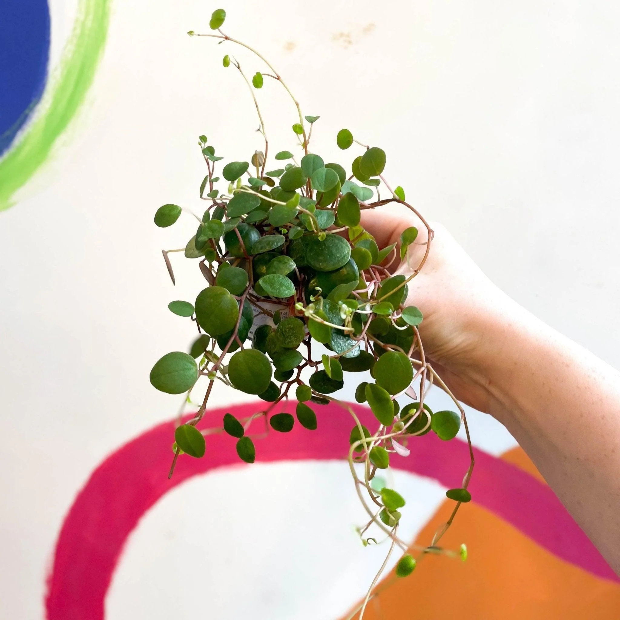 Peperomia prostrata 'Pepperspot' - String of Coins