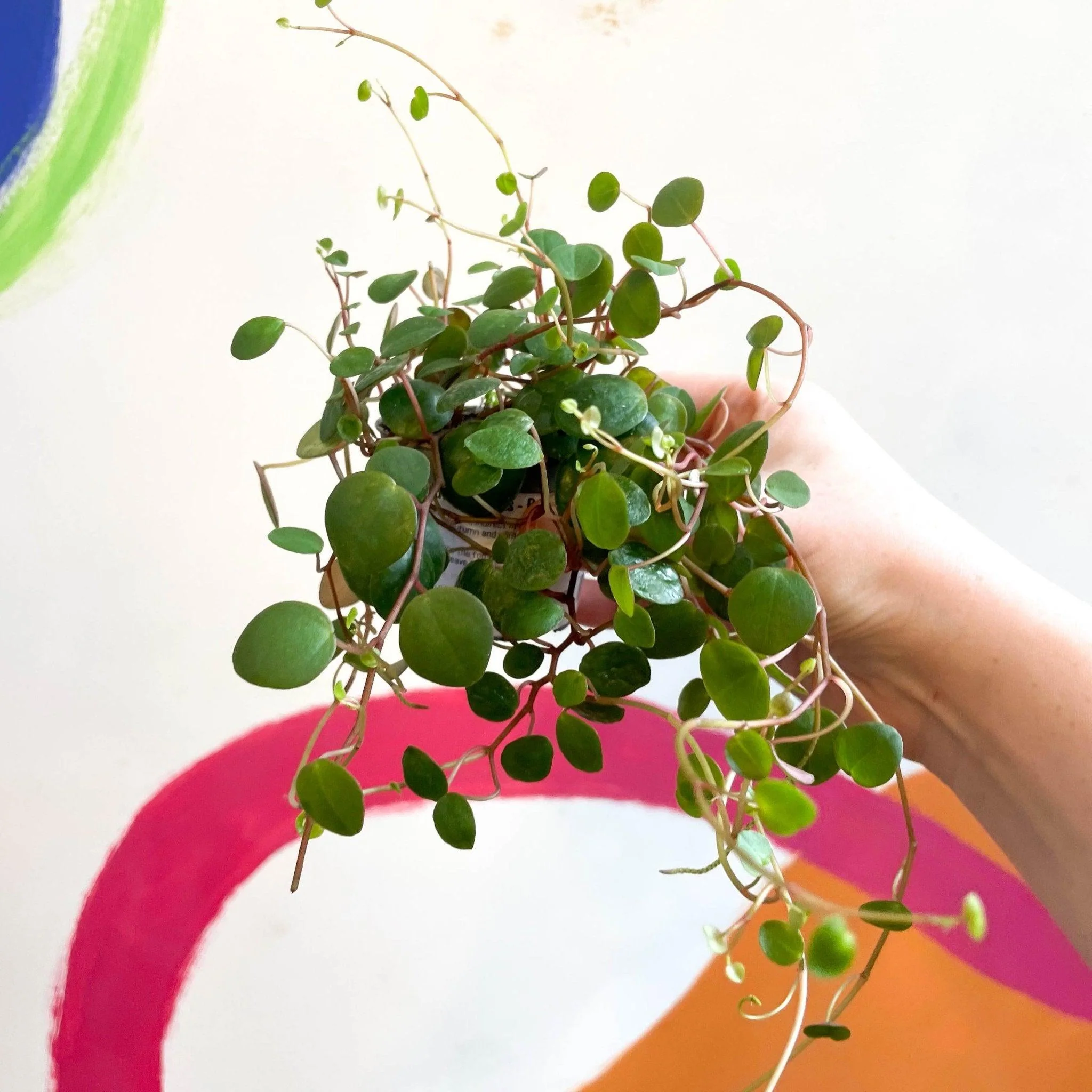 Peperomia prostrata 'Pepperspot' - String of Coins - Image 2