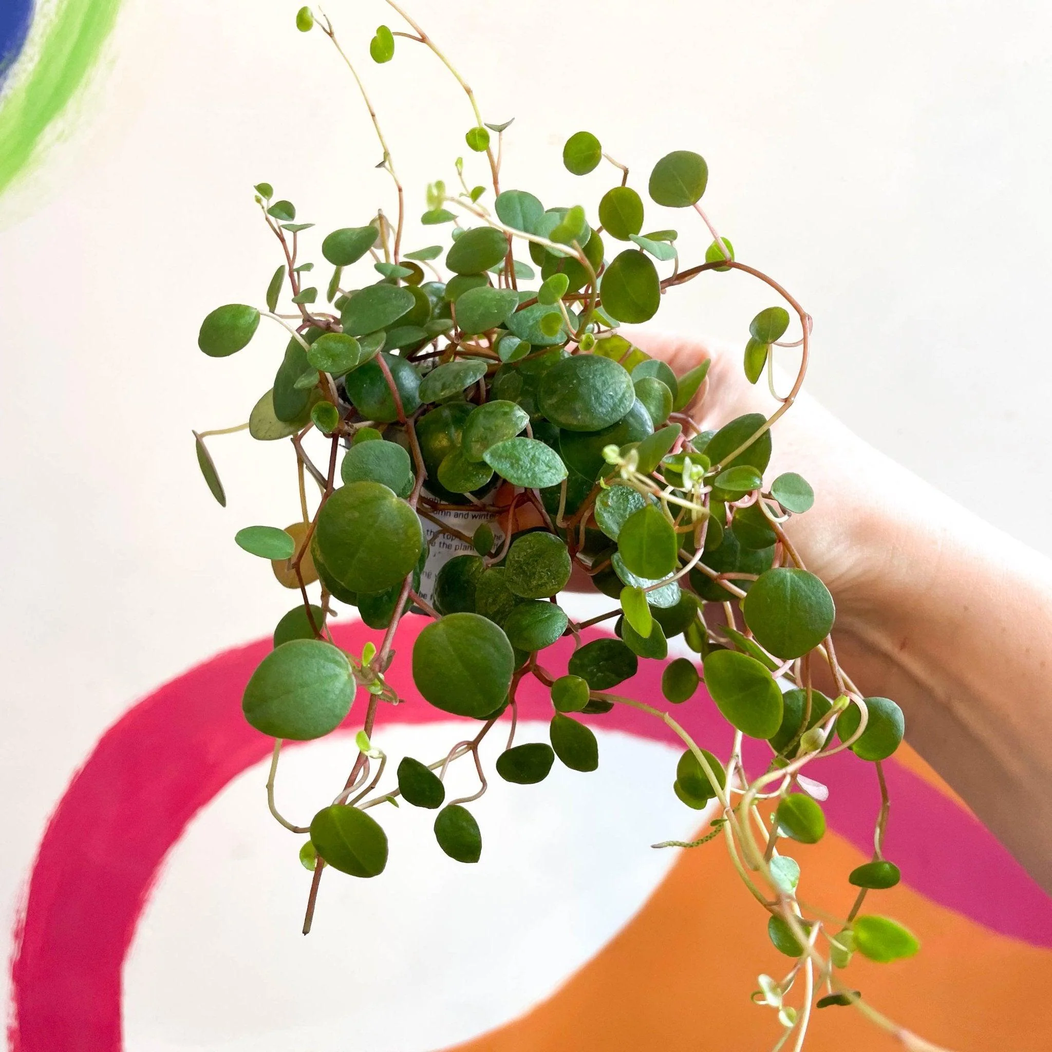 Peperomia prostrata 'Pepperspot' - String of Coins - Image 3