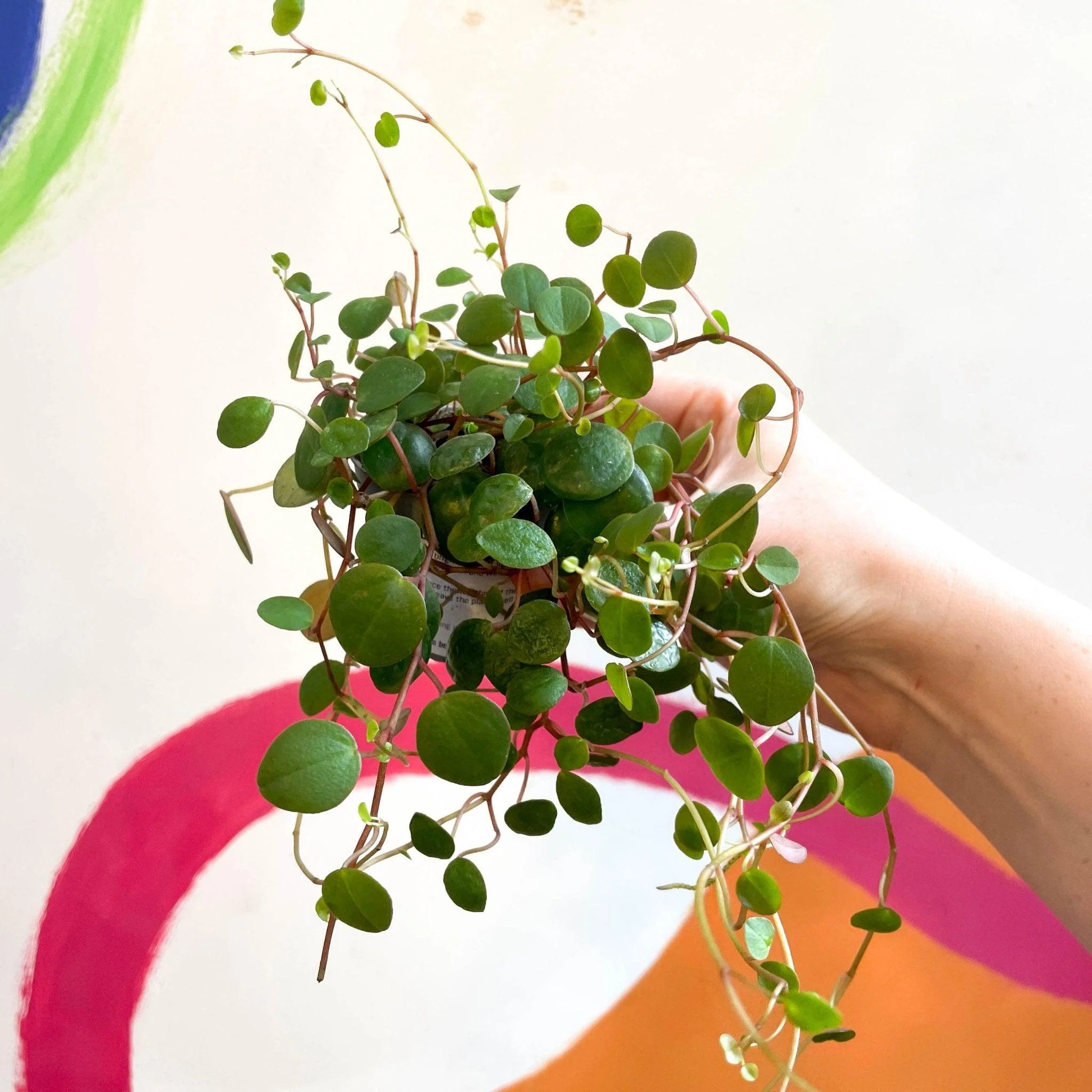 Peperomia prostrata 'Pepperspot' - String of Coins - Image 4