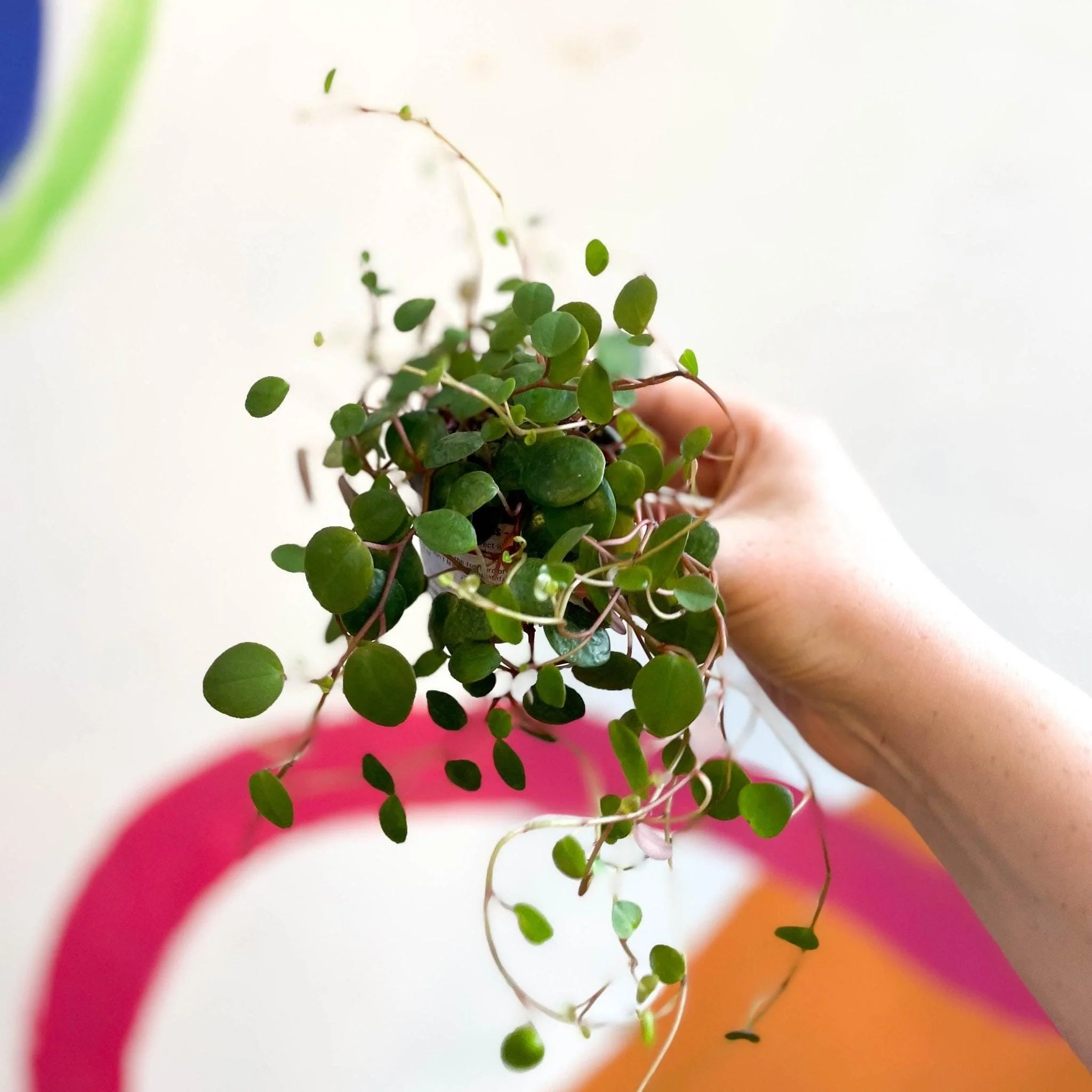 Peperomia prostrata 'Pepperspot' - String of Coins - Image 5