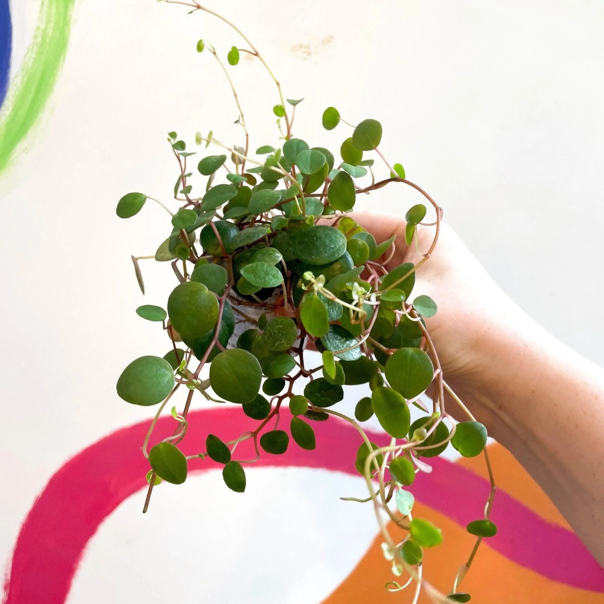 Peperomia prostrata 'Pepperspot' - String of Coins - Image 6