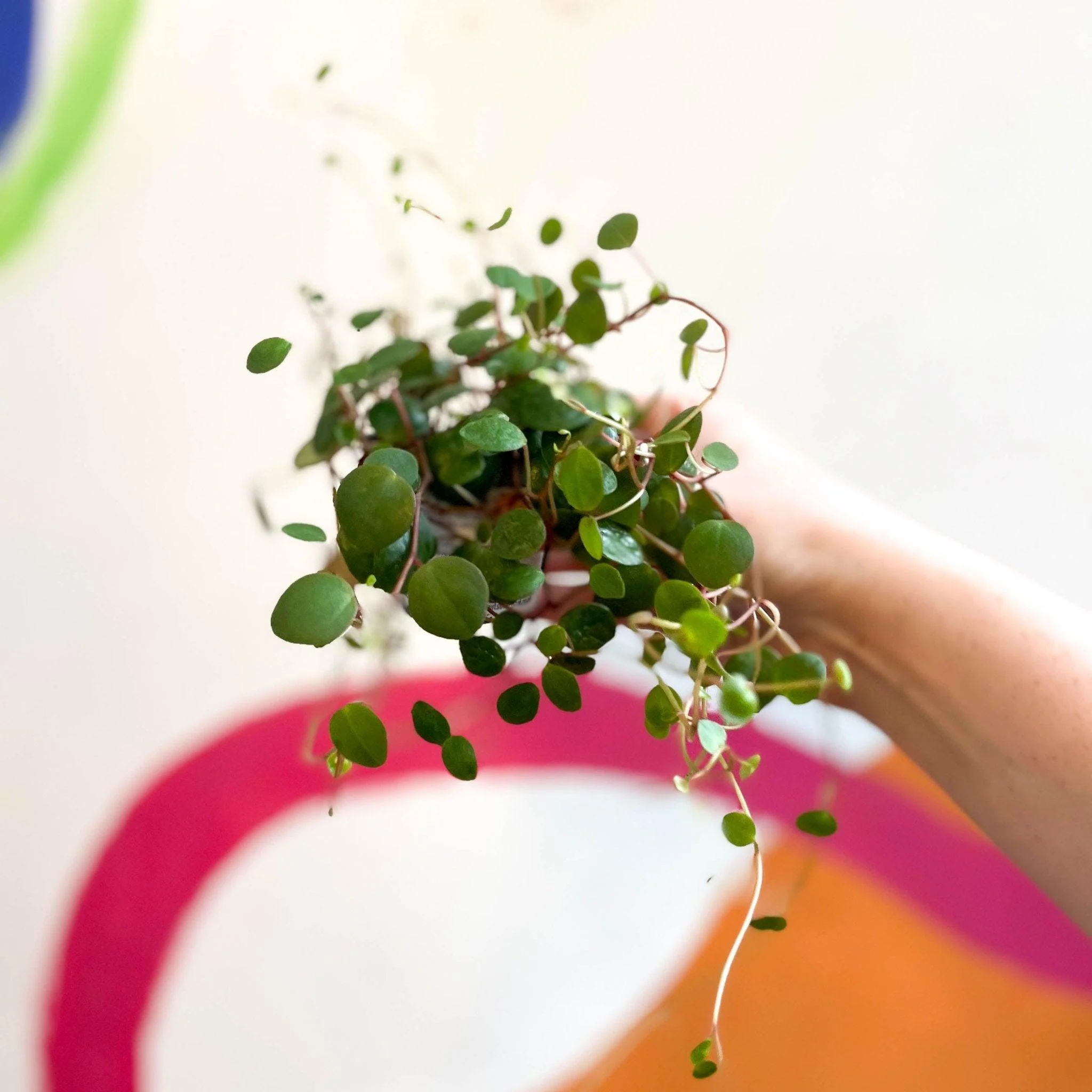 Peperomia prostrata 'Pepperspot' - String of Coins - Image 7