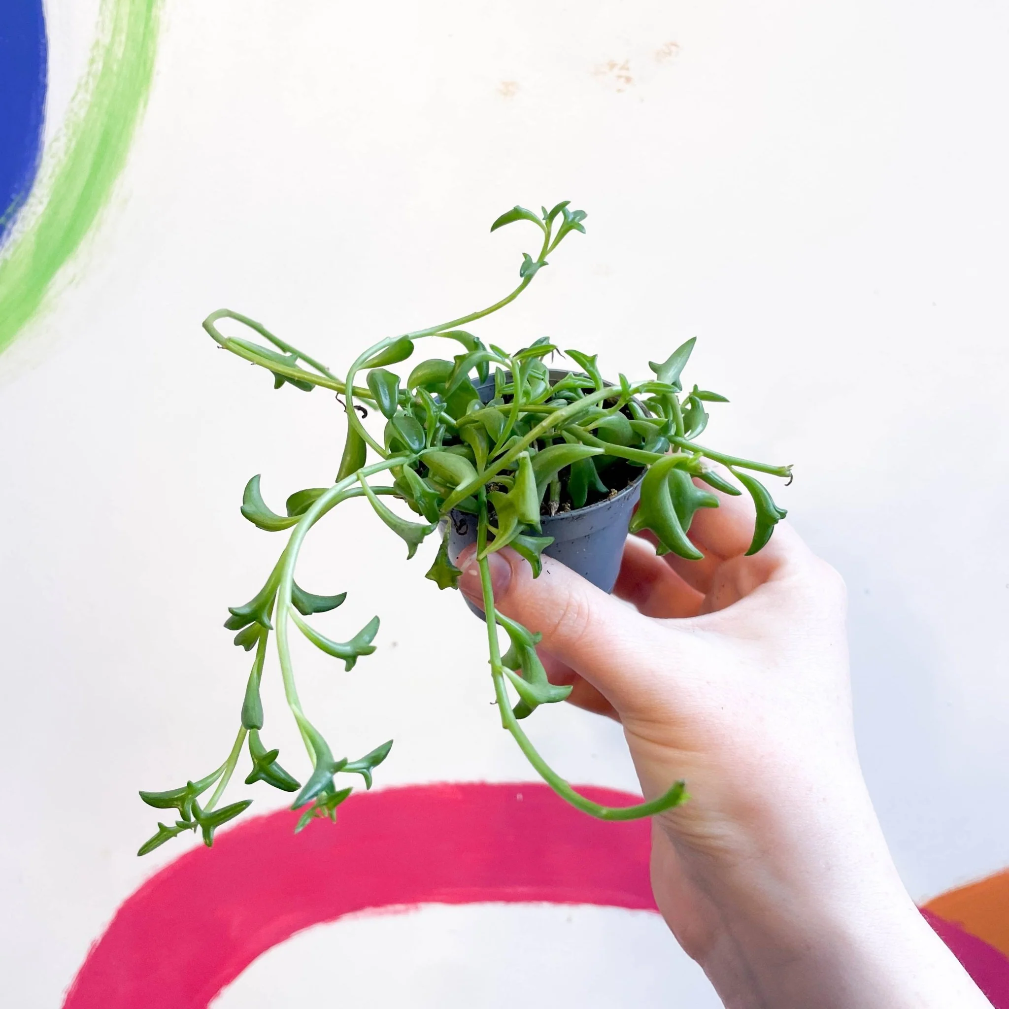 Senecio peregrinus - String of Dolphins