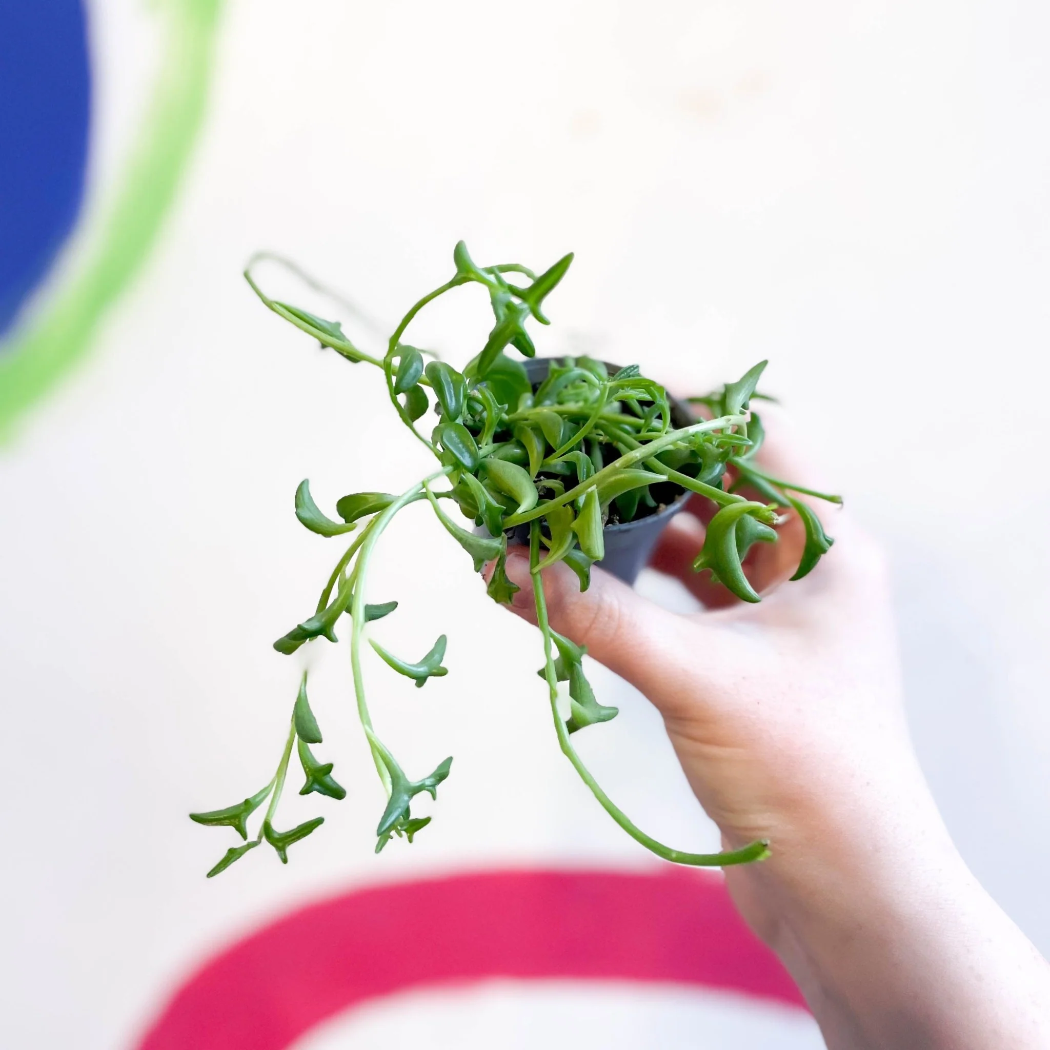 Senecio peregrinus - String of Dolphins - Image 2