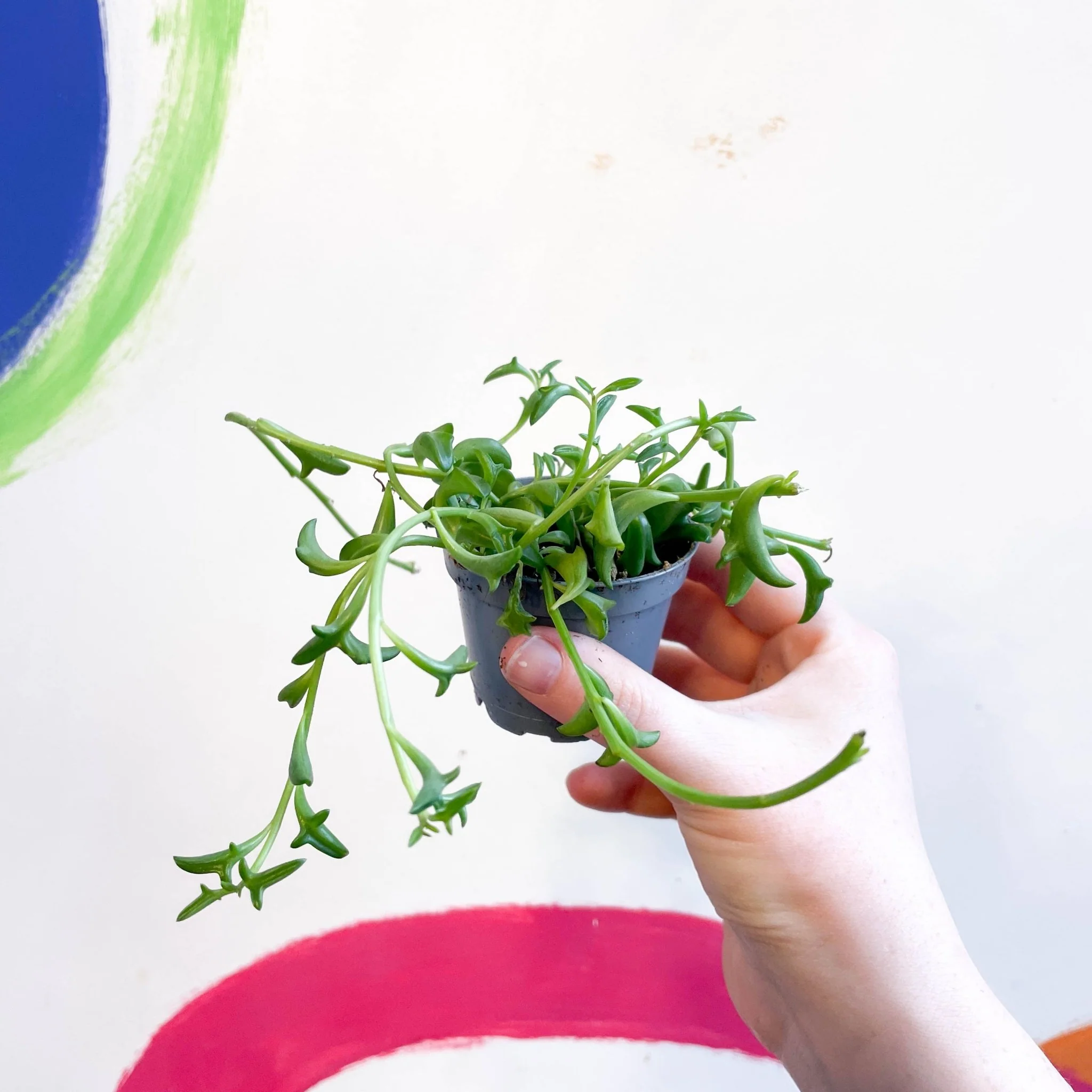Senecio peregrinus - String of Dolphins - Image 3
