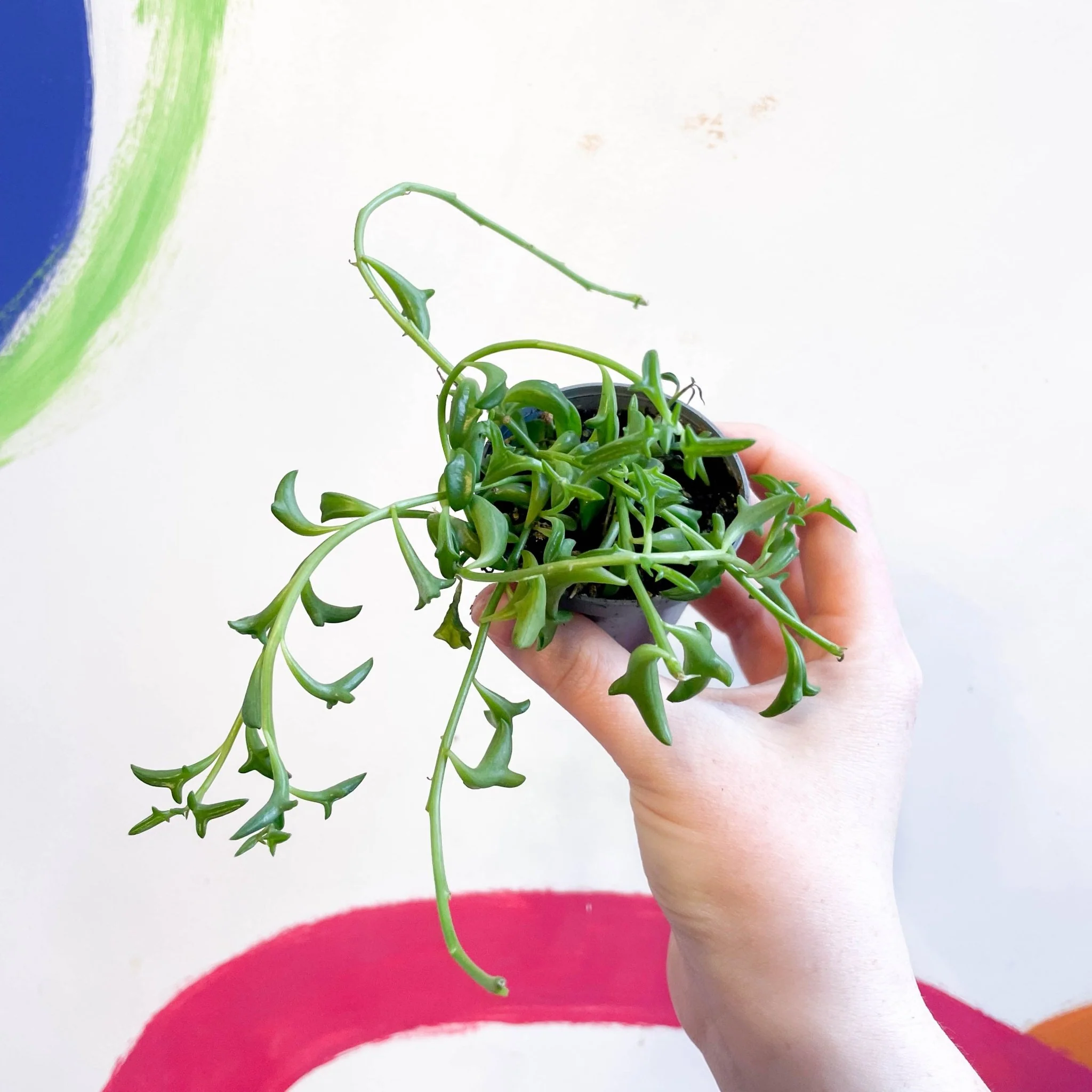 Senecio peregrinus - String of Dolphins - Image 4
