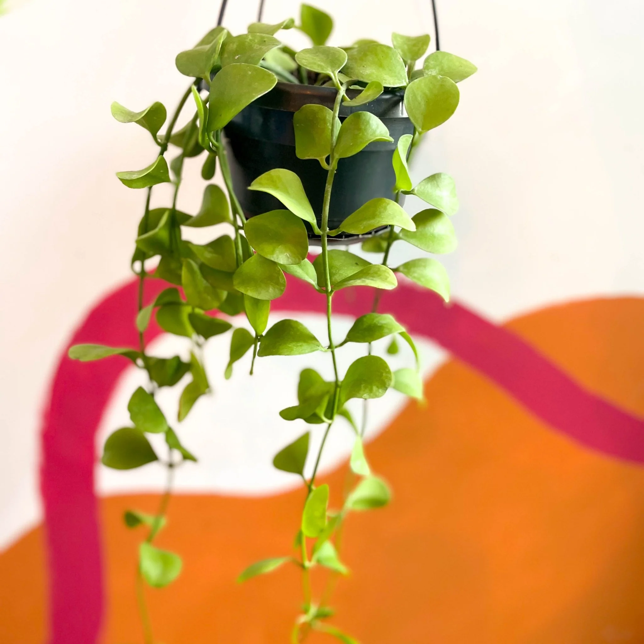 Dischidia imbricata - String of Nickles