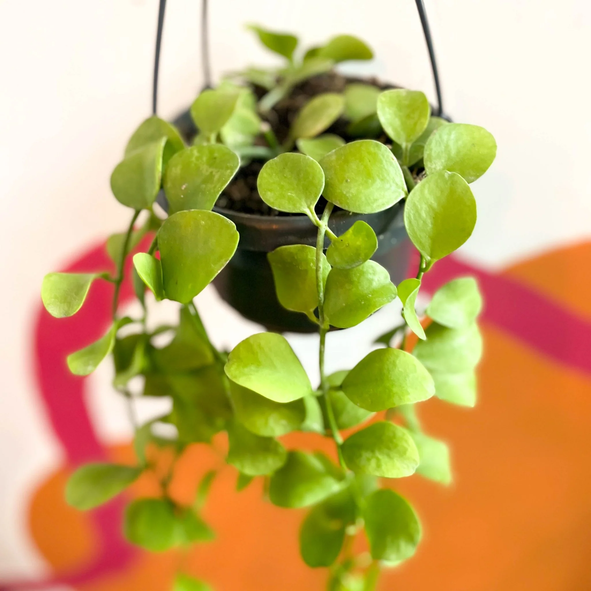 Dischidia imbricata - String of Nickles - Image 2