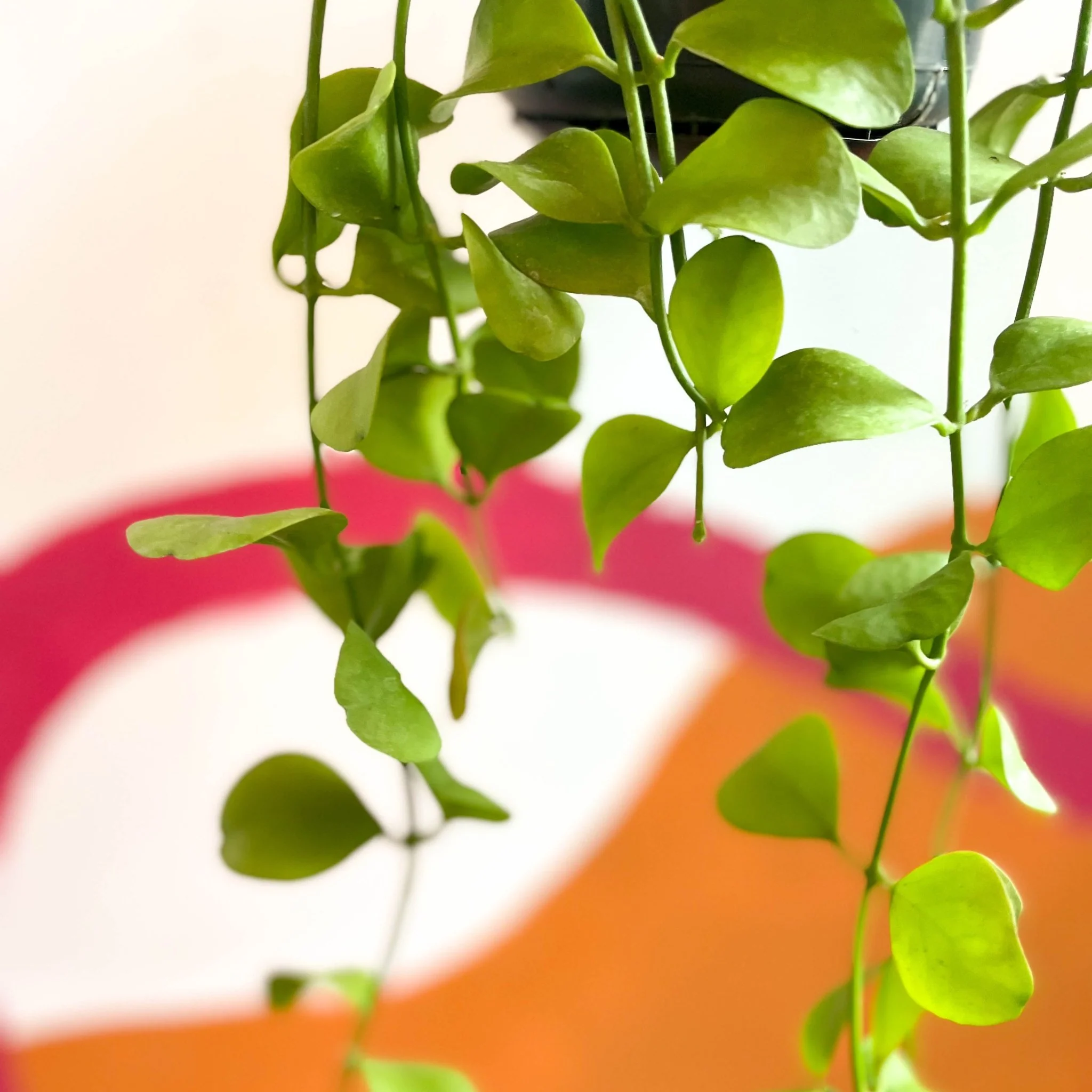 Dischidia imbricata - String of Nickles - Image 3