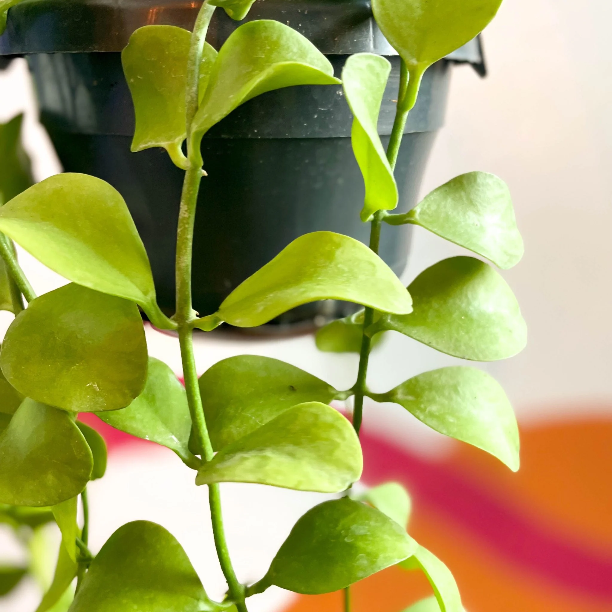 Dischidia imbricata - String of Nickles - Image 4