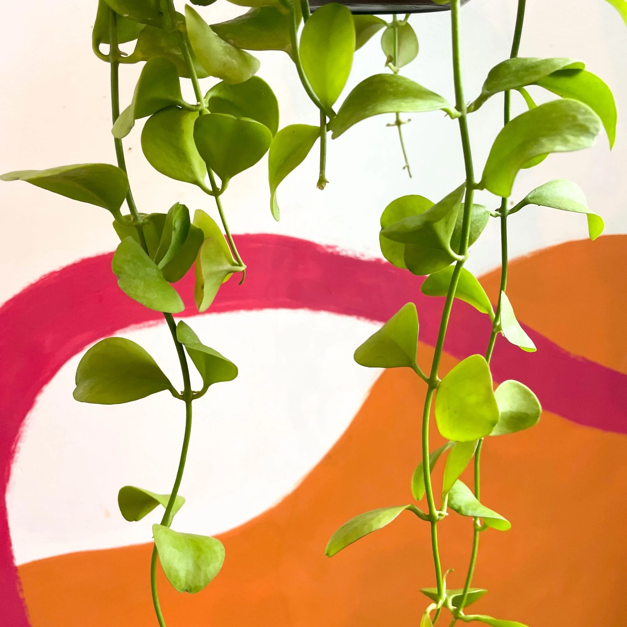 Dischidia imbricata - String of Nickles - Image 5