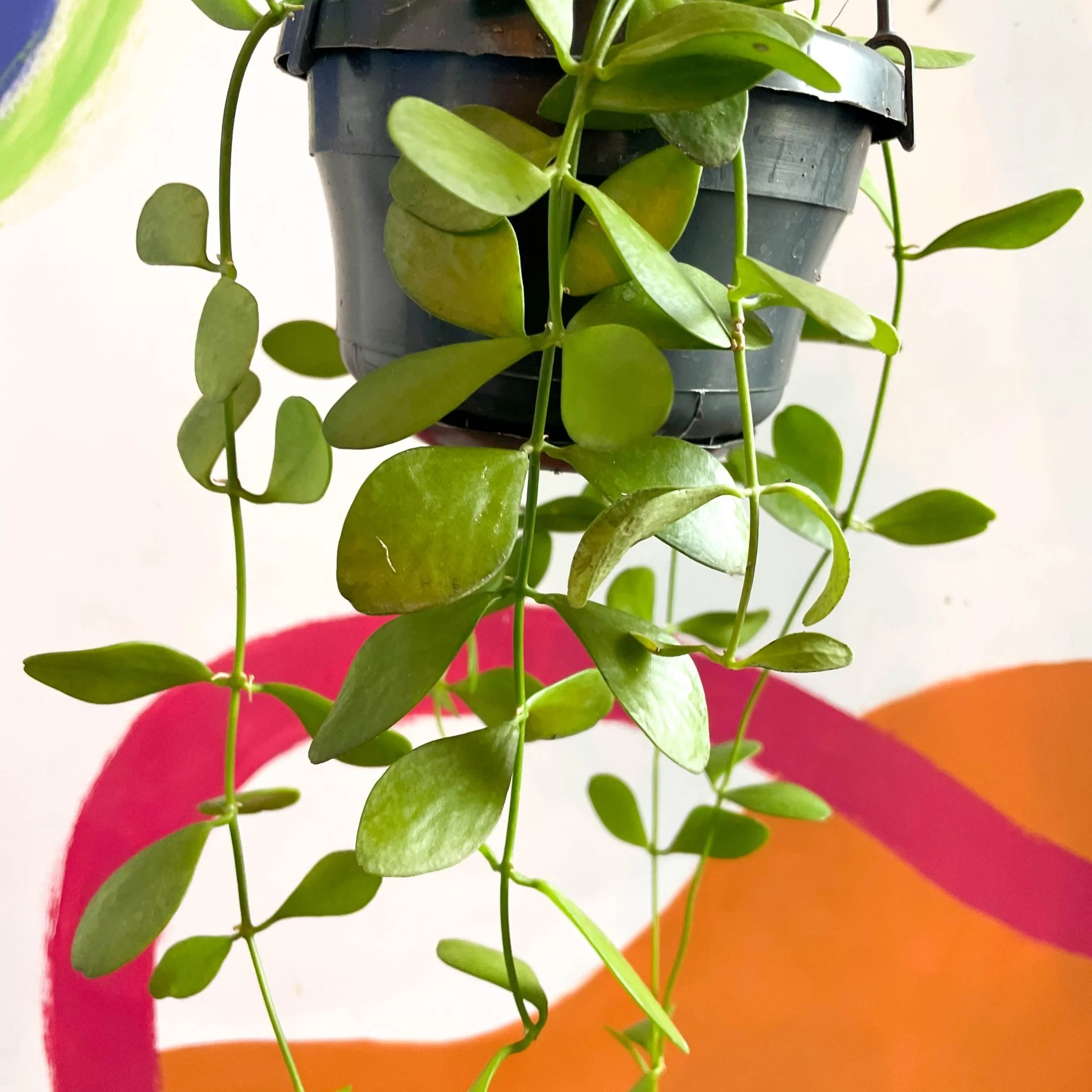 Dischidia oiantha - String of Nickles - Image 5