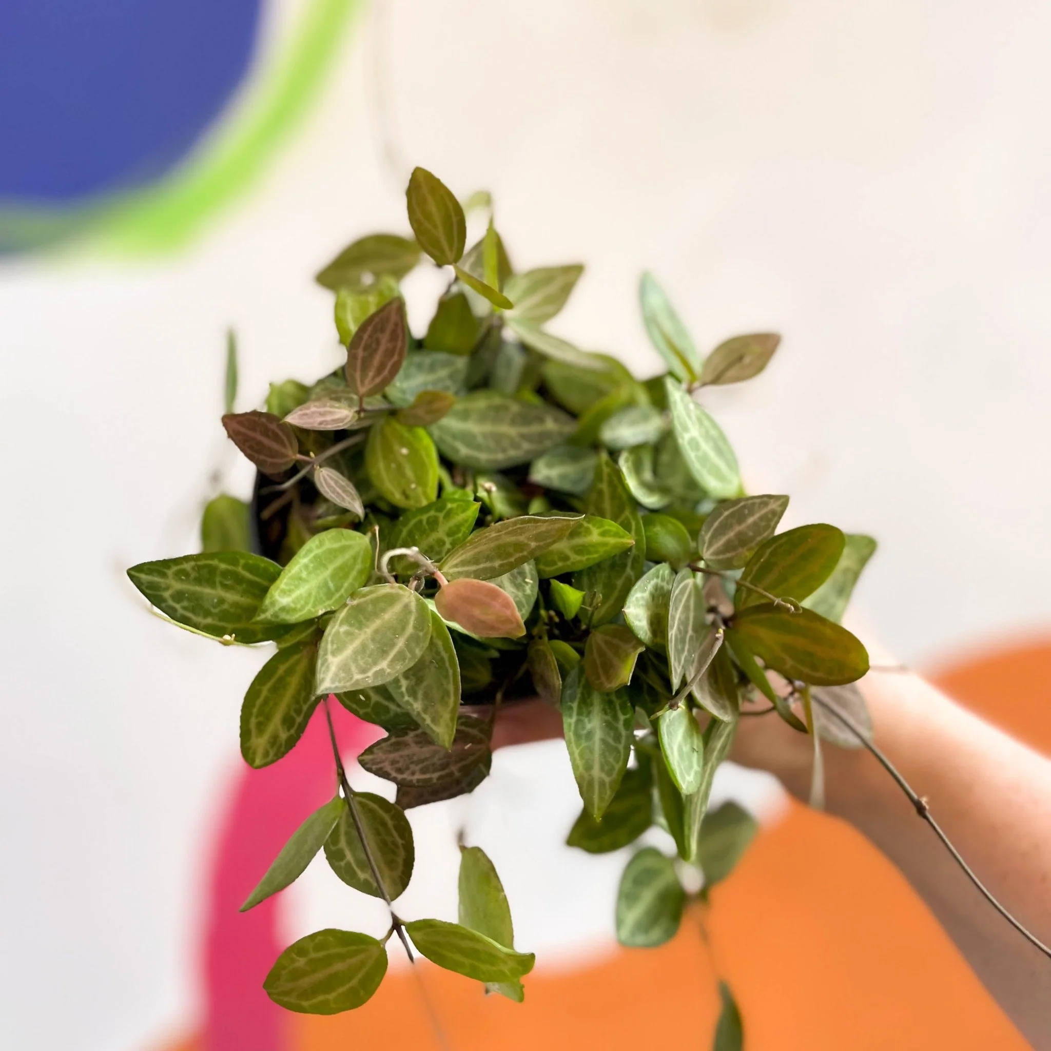 Dischidia ovata 'Watermelon' - Image 11