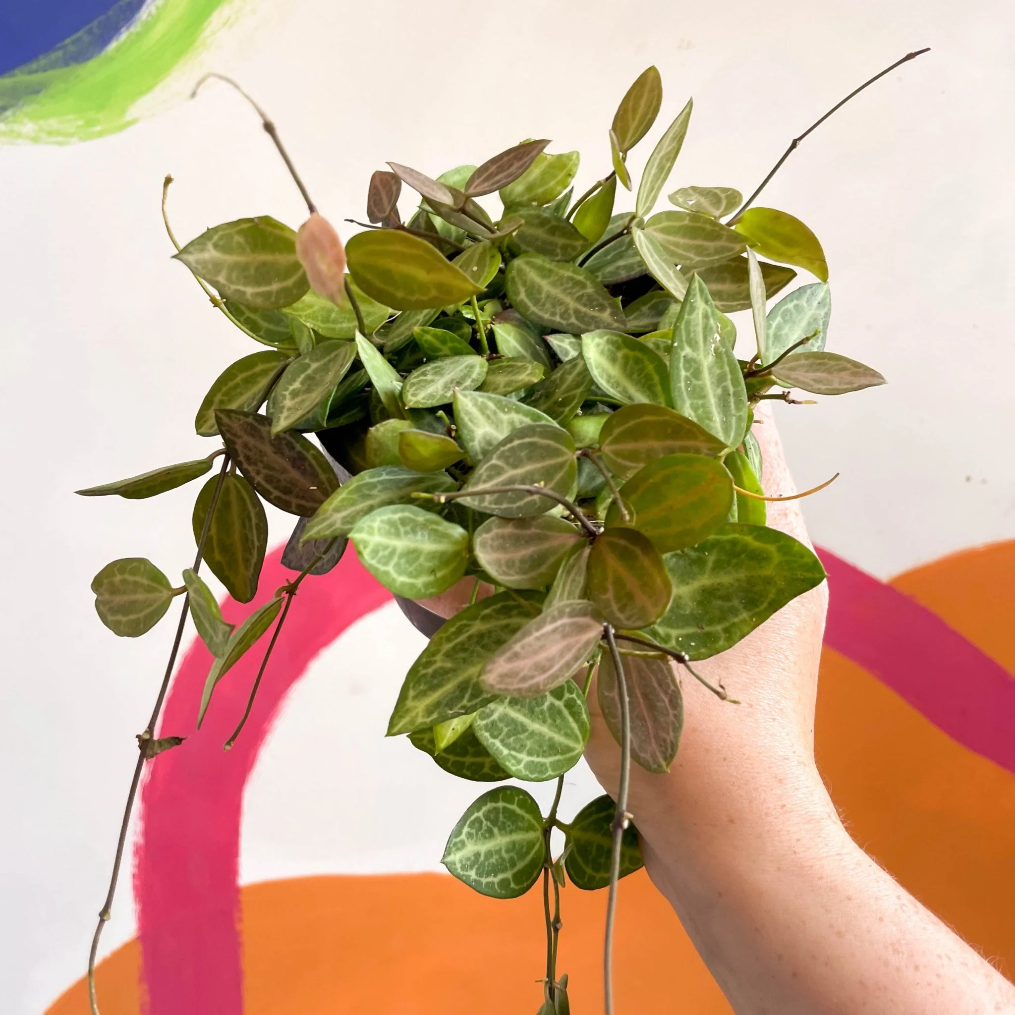 Dischidia ovata 'Watermelon' - Image 12