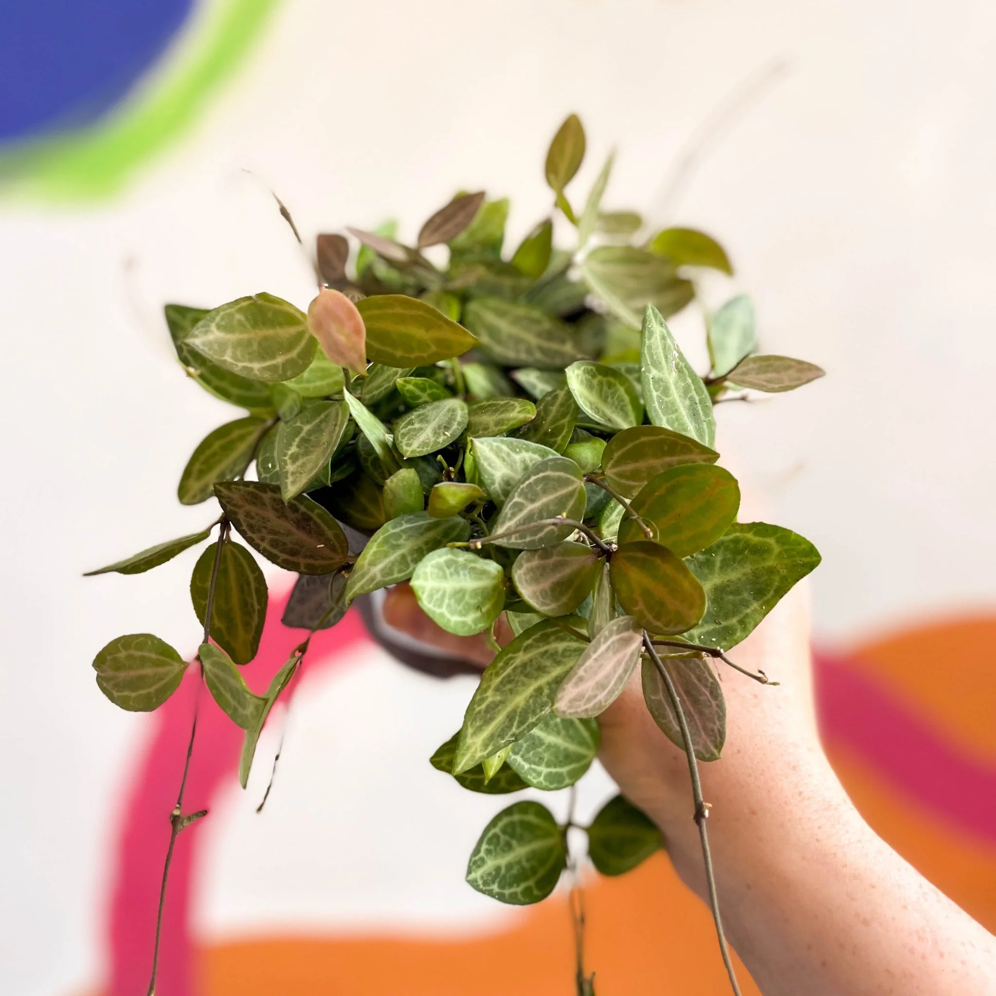 Dischidia ovata 'Watermelon' - Image 14