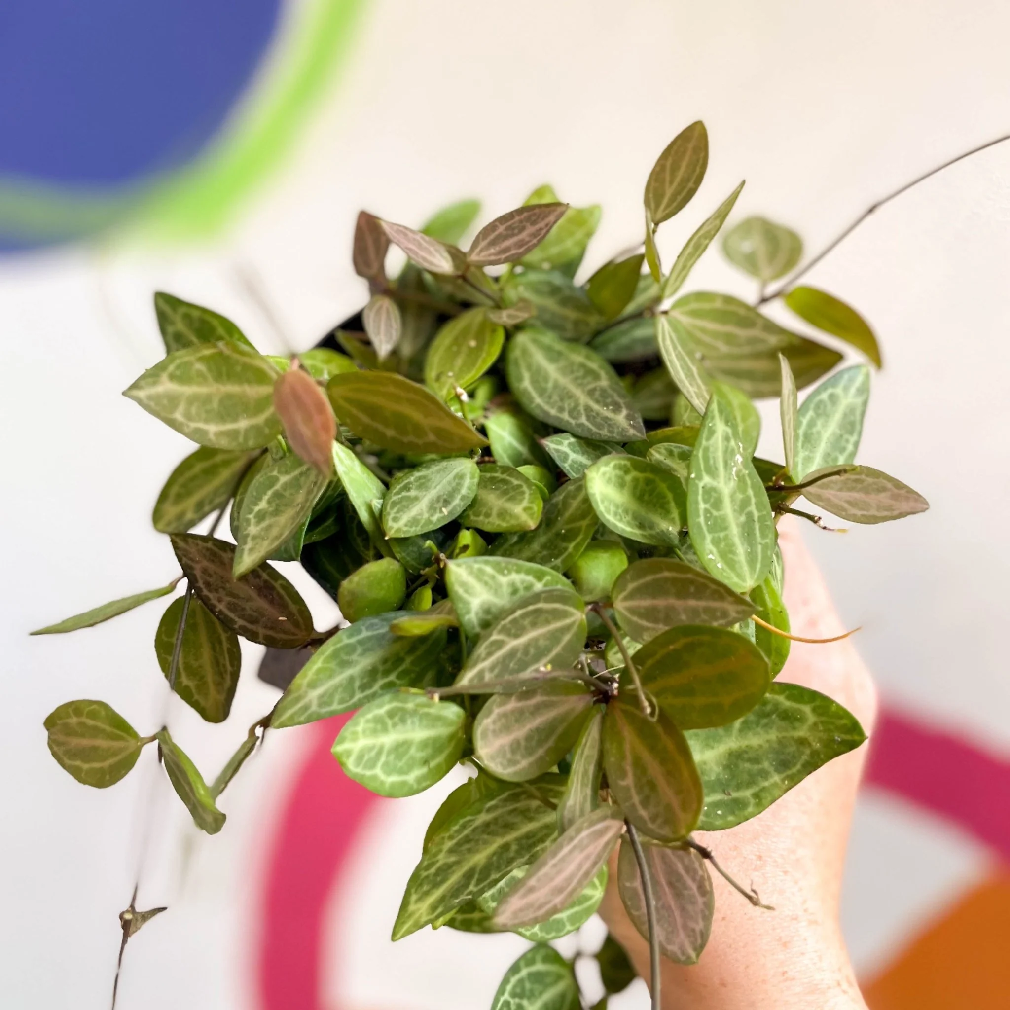 Dischidia ovata 'Watermelon' - Image 15
