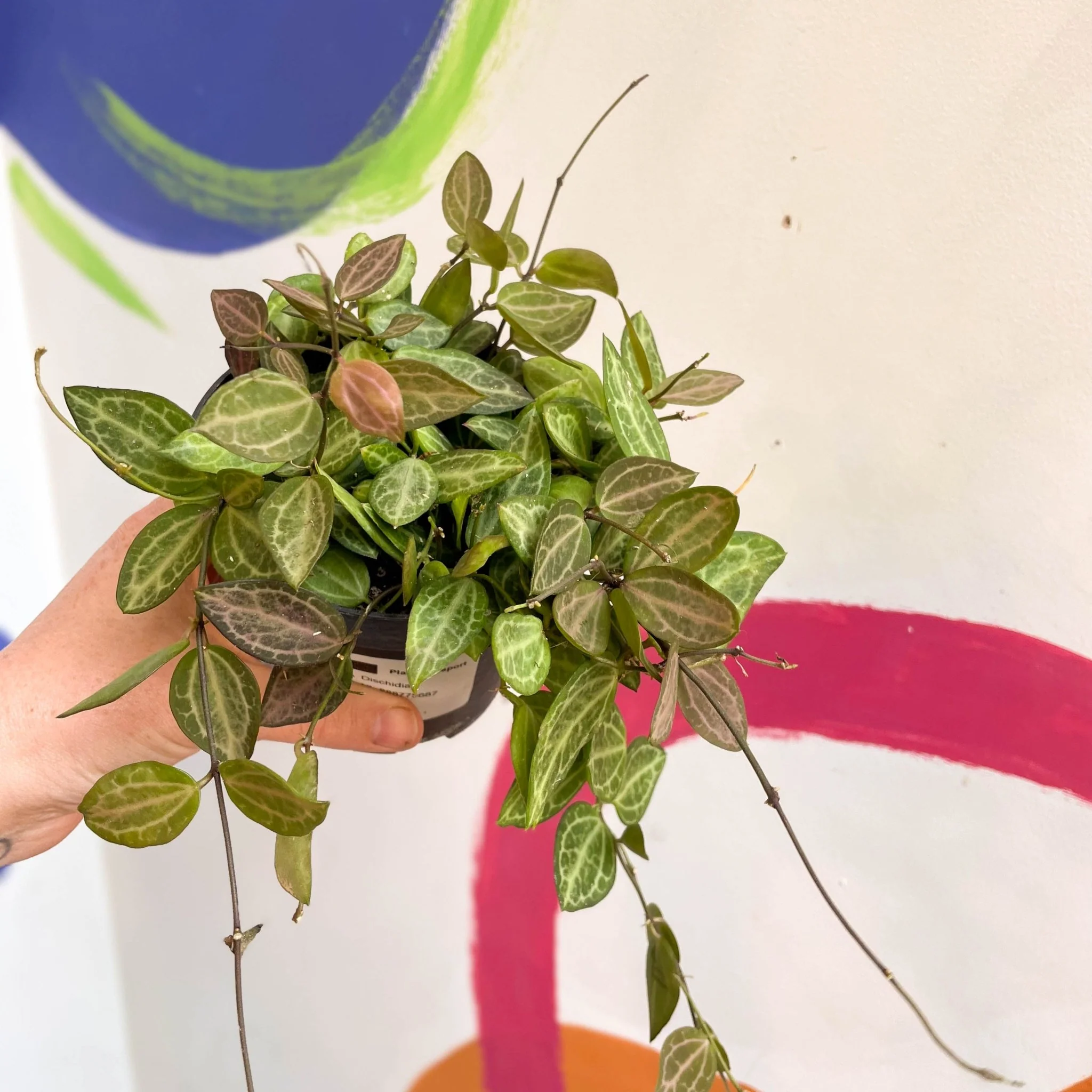 Dischidia ovata 'Watermelon' - Image 16