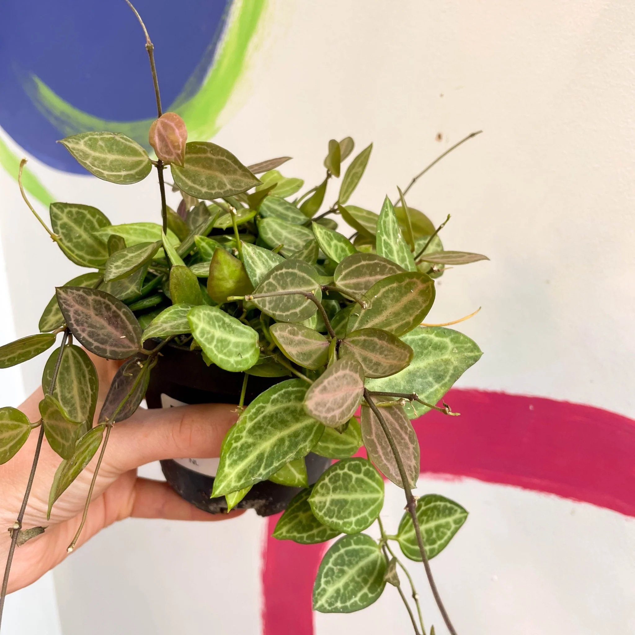 Dischidia ovata 'Watermelon' - Image 18