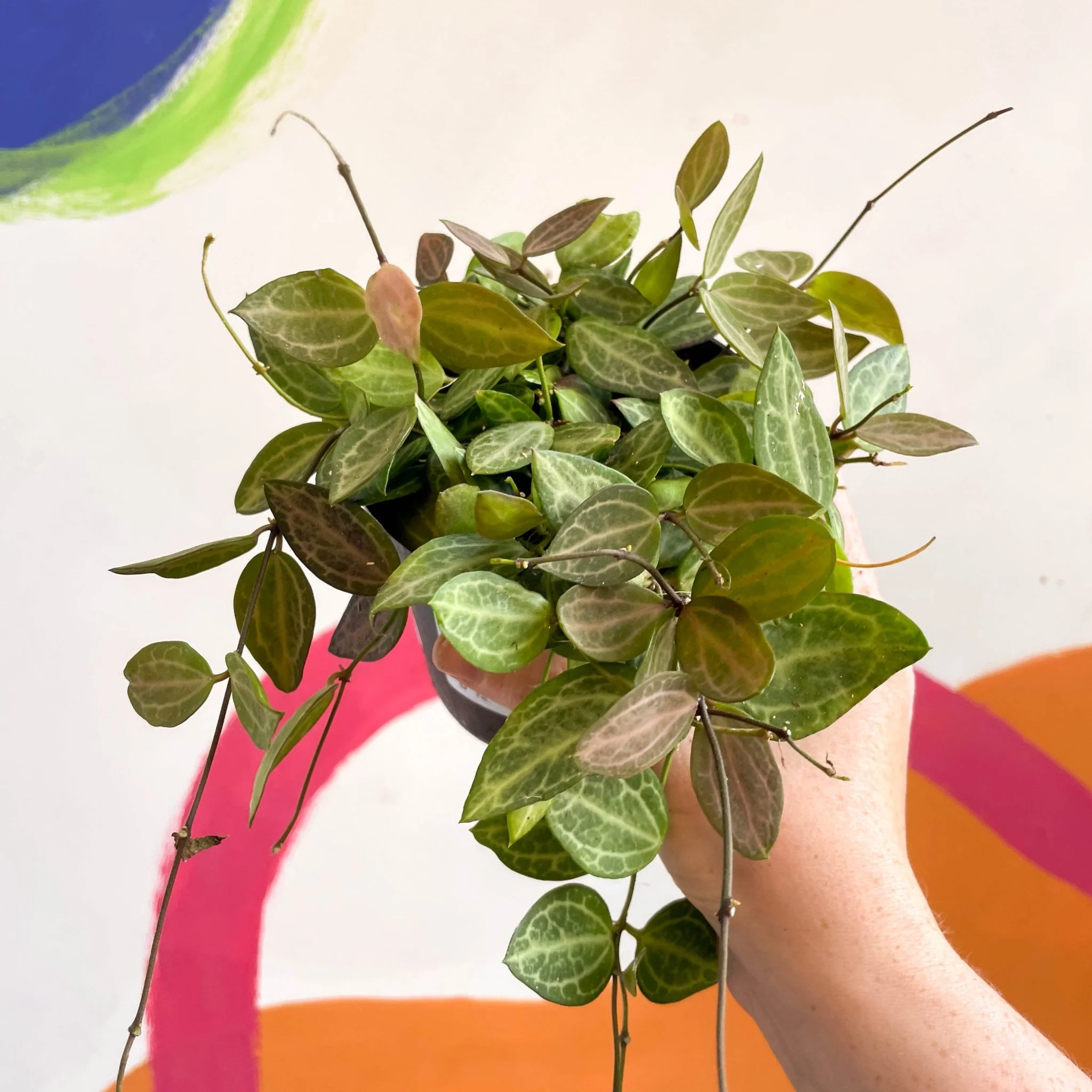 Dischidia ovata 'Watermelon' - Image 19