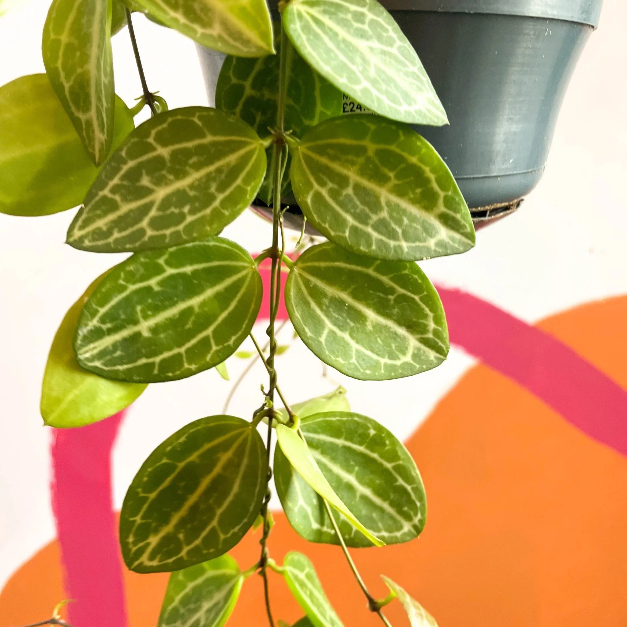 Dischidia ovata 'Watermelon' - Image 2
