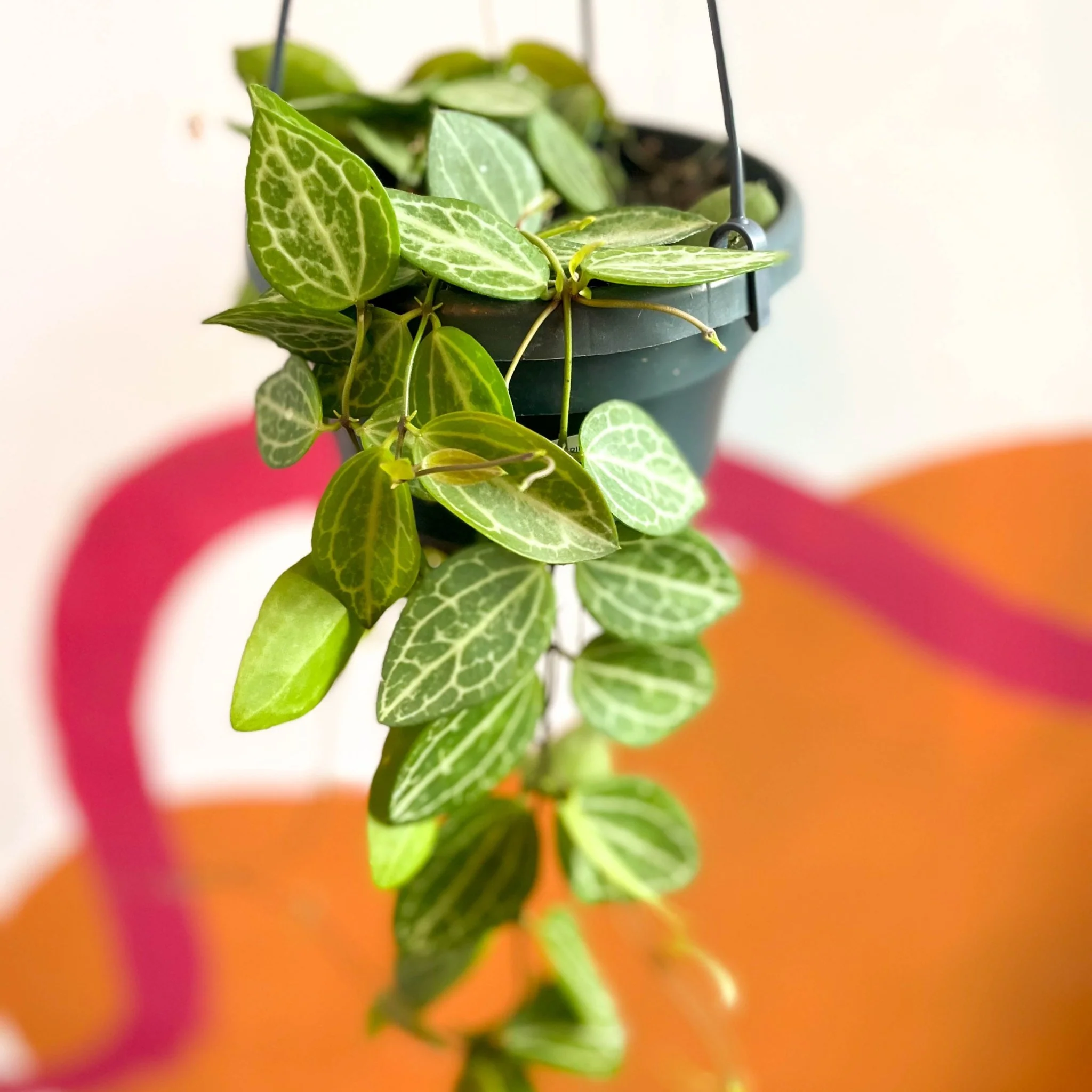 Dischidia ovata 'Watermelon' - Image 5