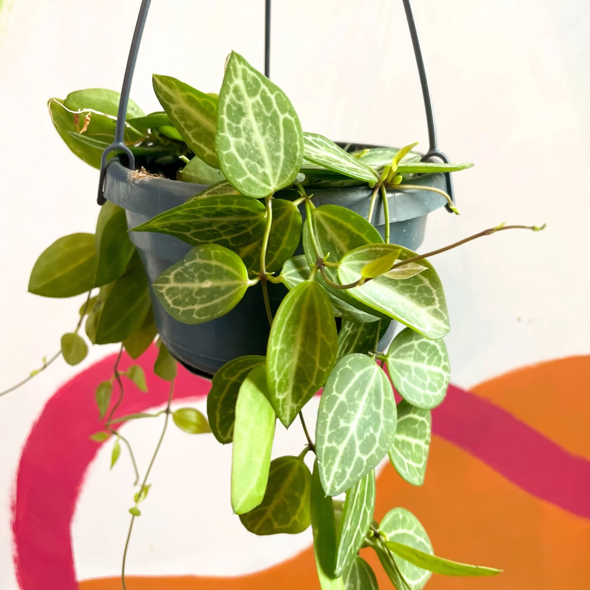 Dischidia ovata 'Watermelon' - Image 6