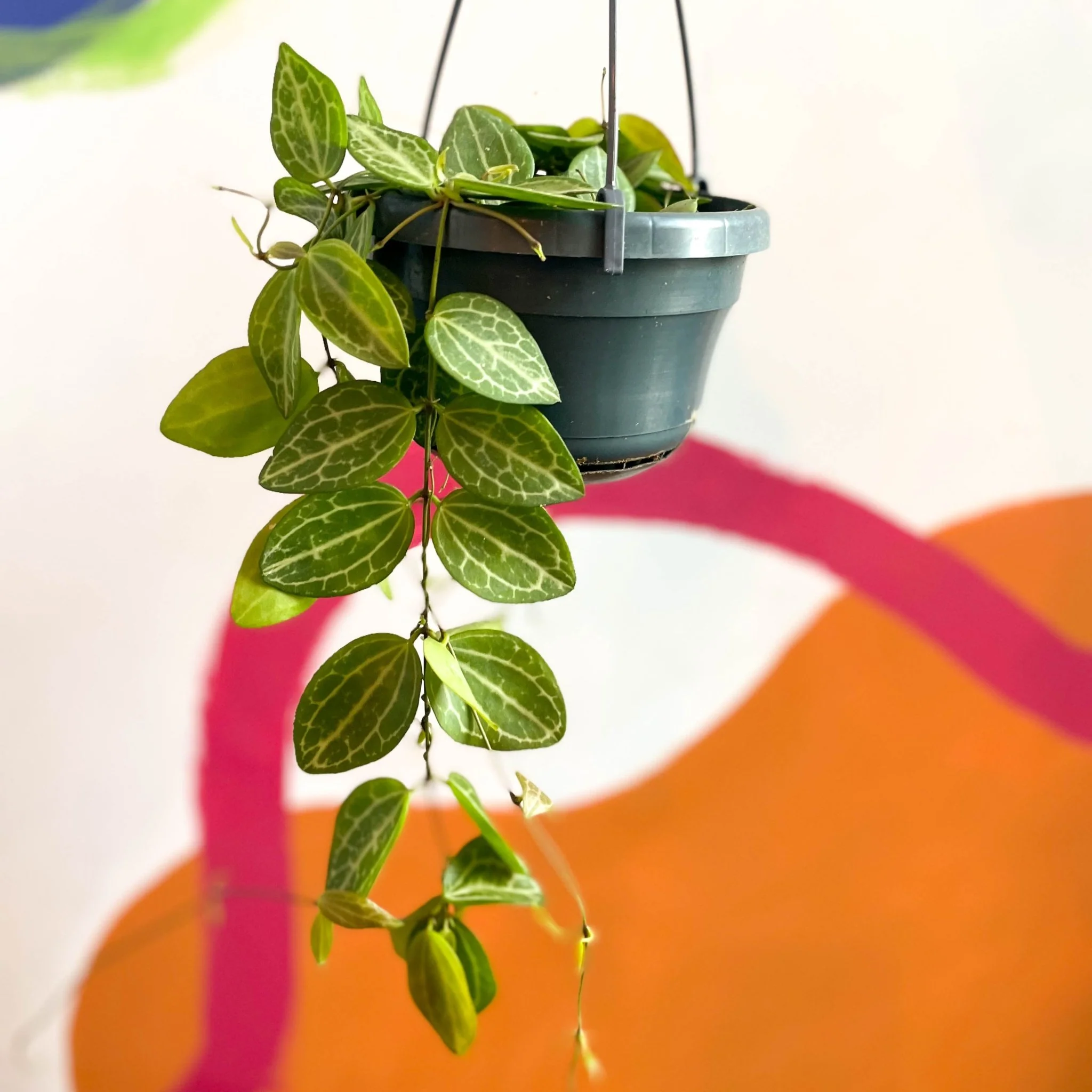 Dischidia ovata 'Watermelon' - Image 7