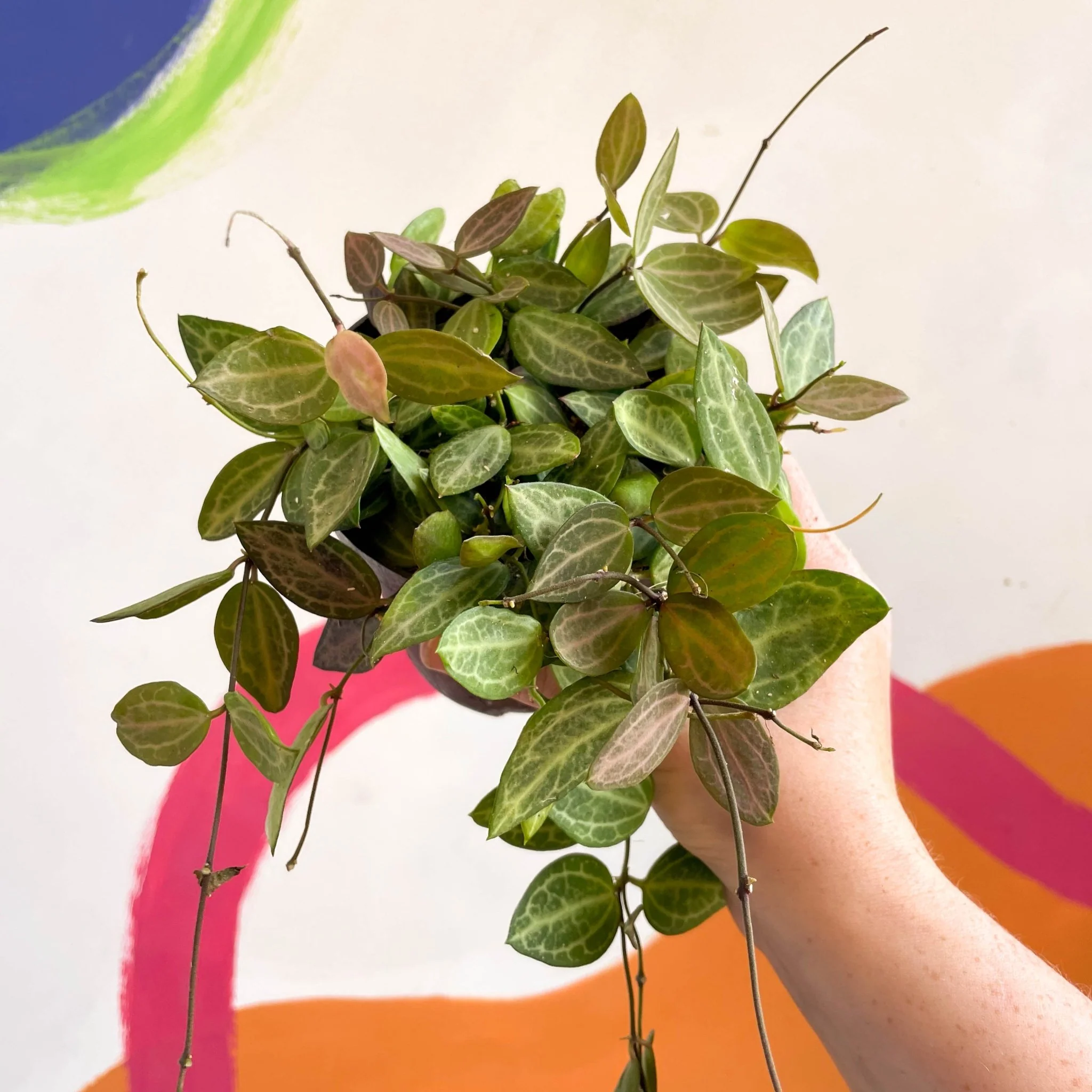 Dischidia ovata 'Watermelon' - Image 9