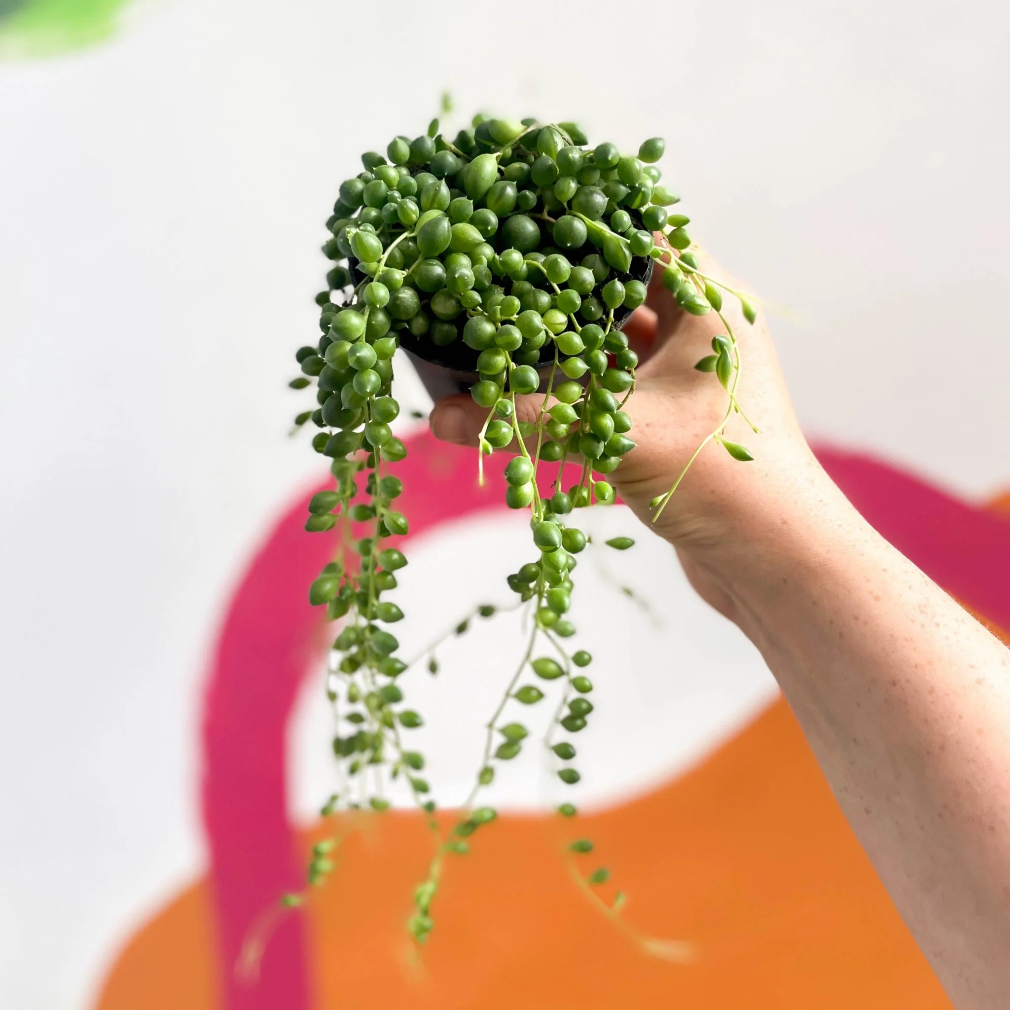 Senecio rowleyanus - String of Pearls